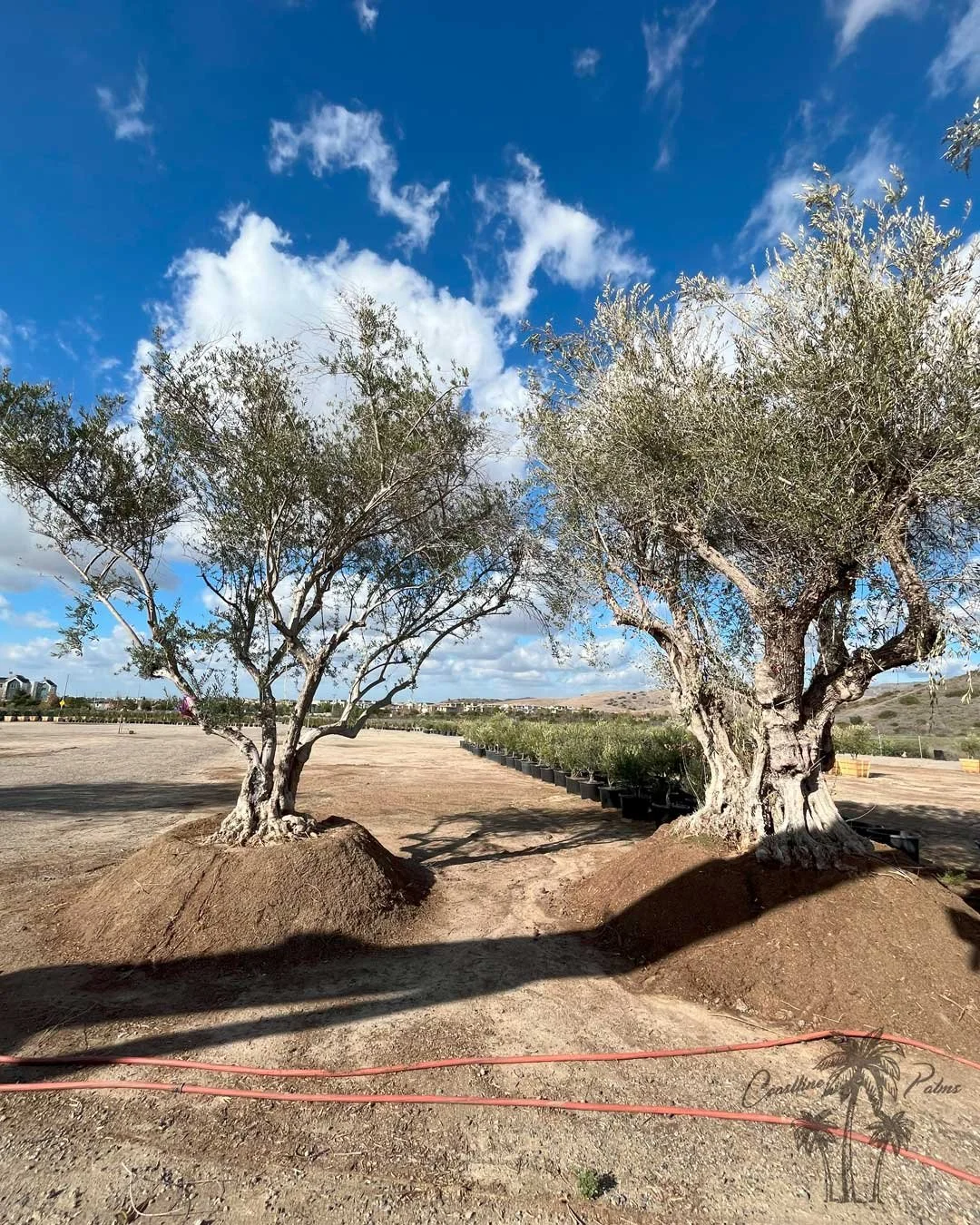 Manzanilla Olive,  Coastline Palms Trees, California Farm