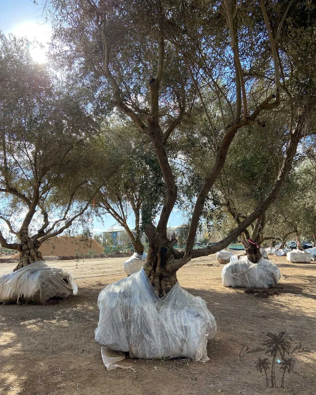 Manzanilla Olive,  Coastline Palms Trees, getting the Olive trees ready for transportation from our California Farm