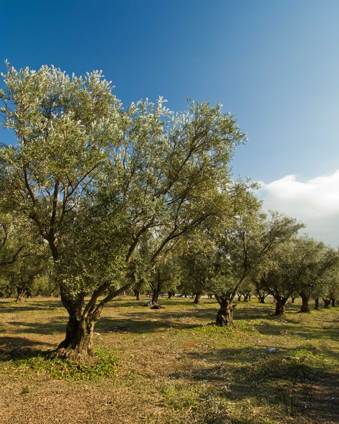 Manzanilla Olive,  from Coastline Palms Trees, Your New Trees Await You.
