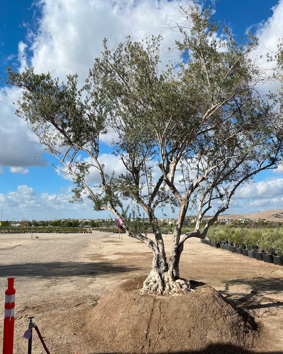 Manzanilla Olive,  Coastline Palms Trees, California Farm