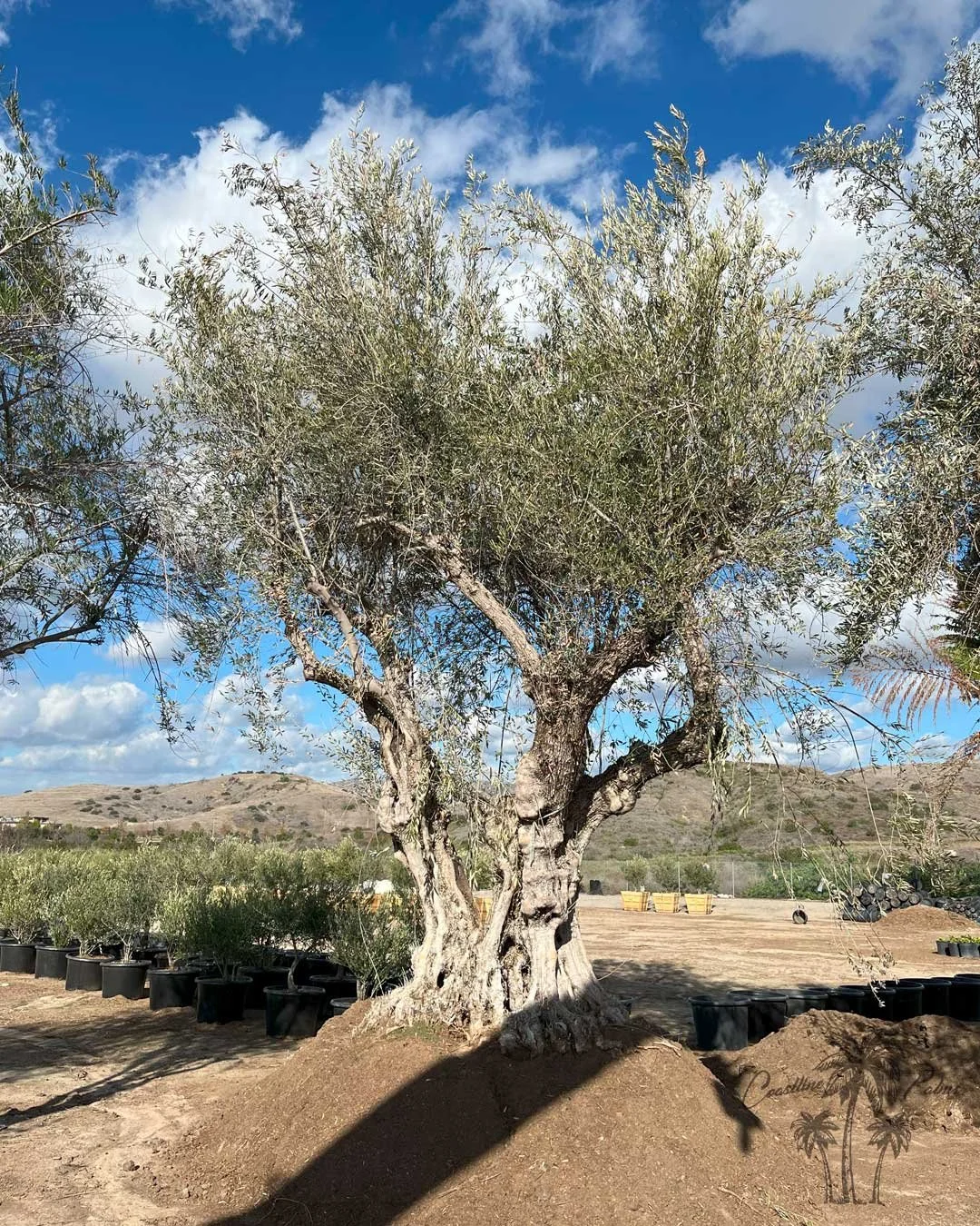 Manzanilla Olive,  Coastline Palms Trees, California Farm