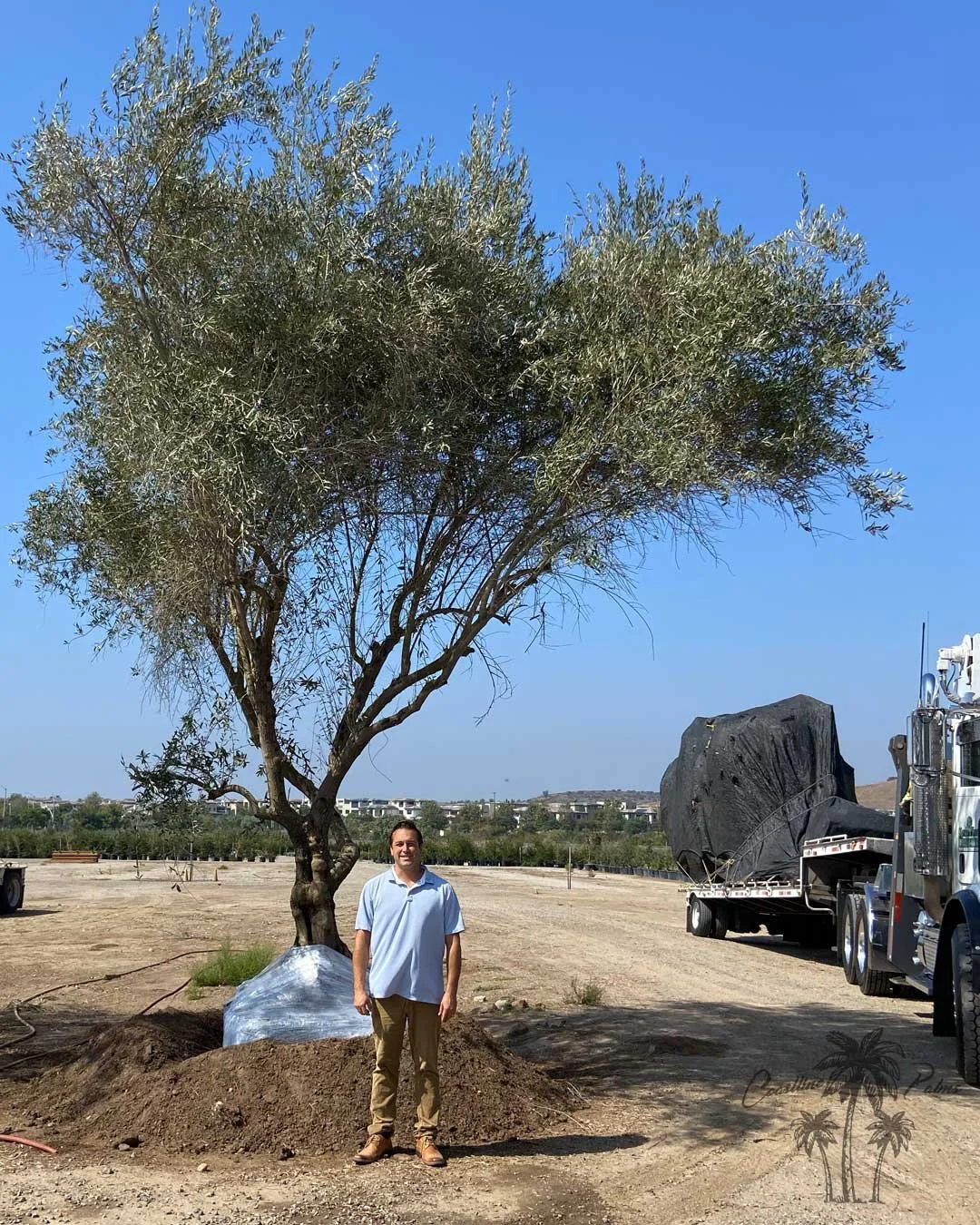 Manzanilla Olive,  Coastline Palms Trees, Rob managing the professional transportation from our California Farm to the customer's property