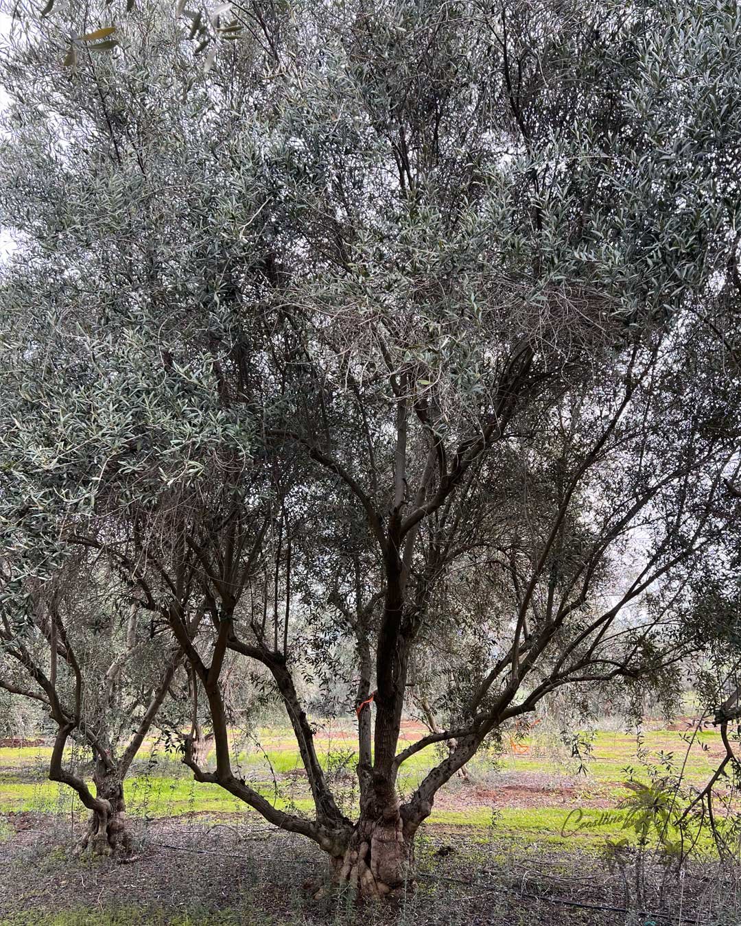 Manzanilla Olive,  Coastline Palms Trees, California Farm