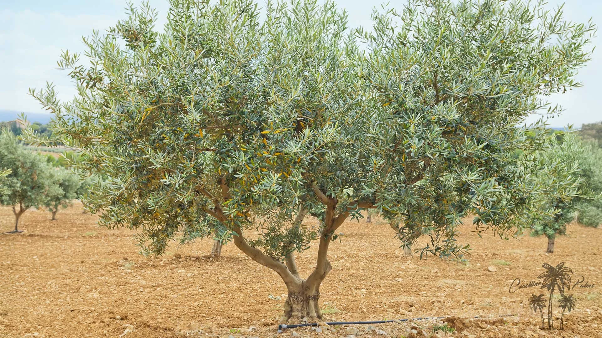 Manzanilla Olive,  from Coastline Palms Trees, Your New Trees Await You.