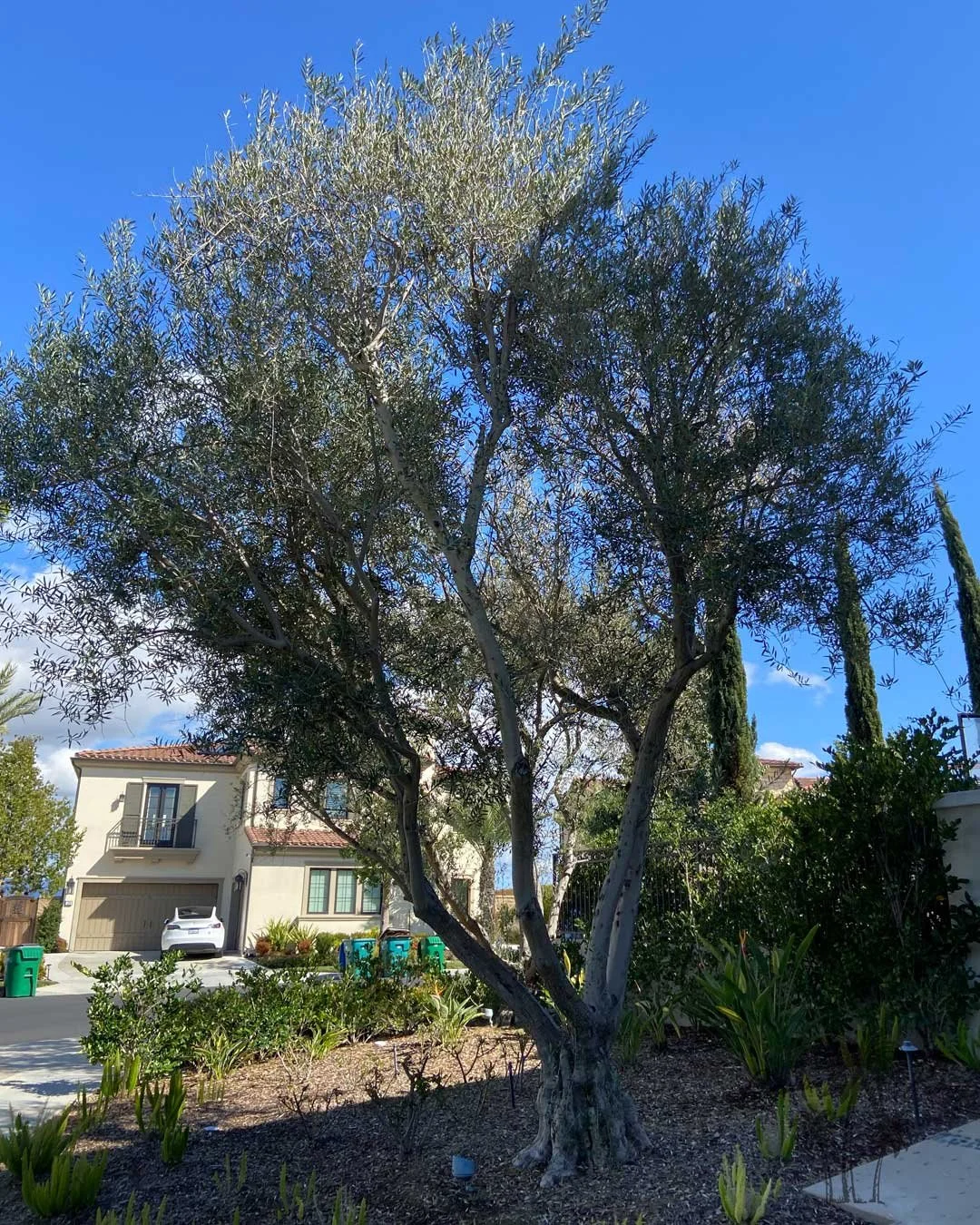 Manzanilla Olive,  Coastline Palms Trees, professional Installation complete  