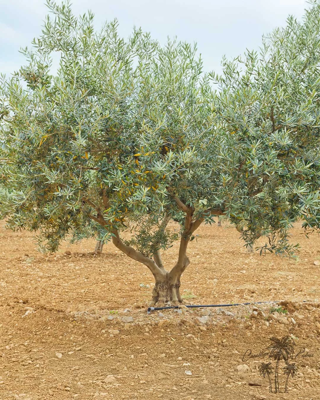 Manzanilla Olive,  from Coastline Palms Trees, Your New Trees Await You.