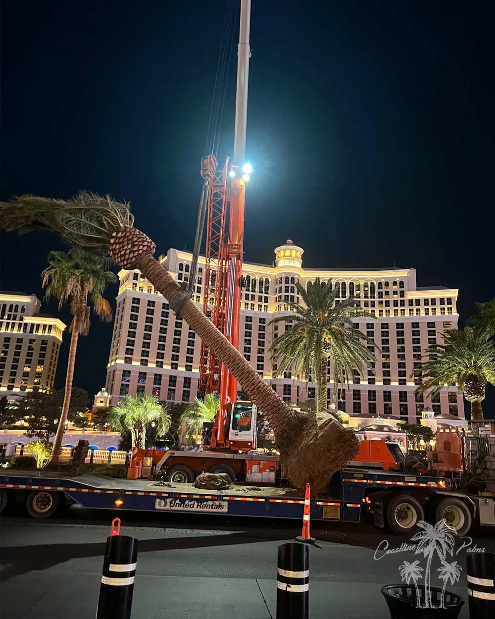 Canary Palm being delivered at the Bellagio in Las Vegas