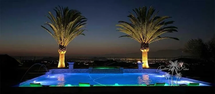 Mature Canary Palms in a poolside landscape