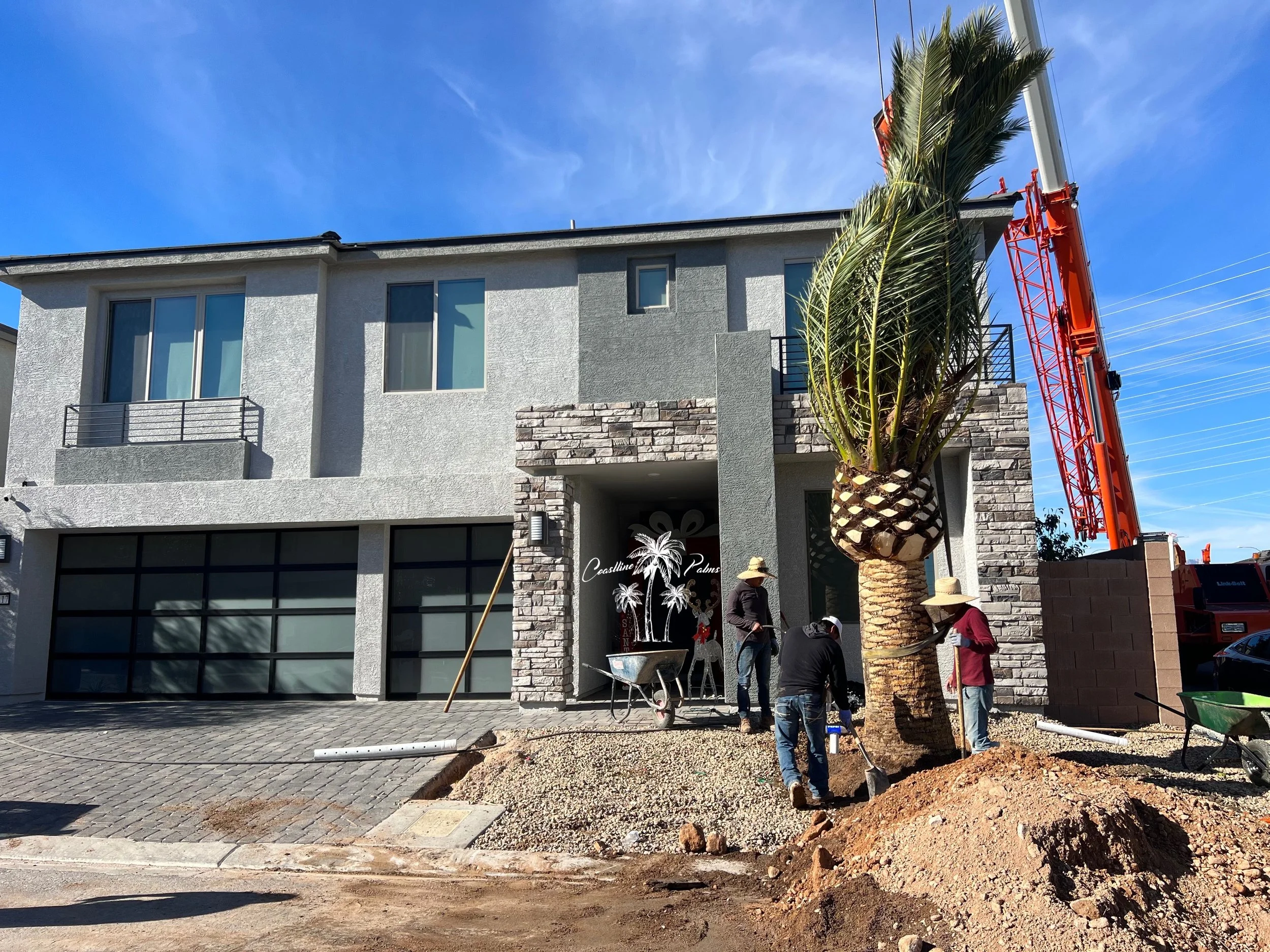 Crane and crew positioning a mature palm beside a building.