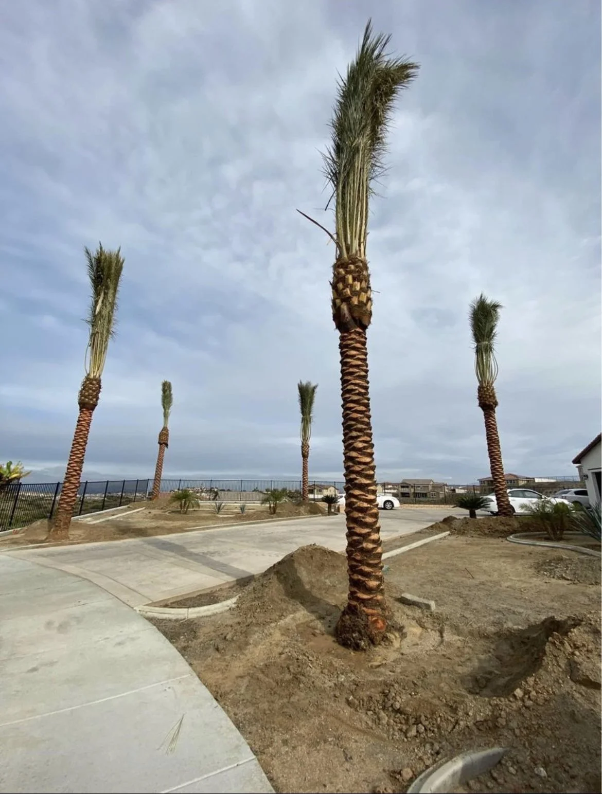 Newly planted date palms along a residential driveway.