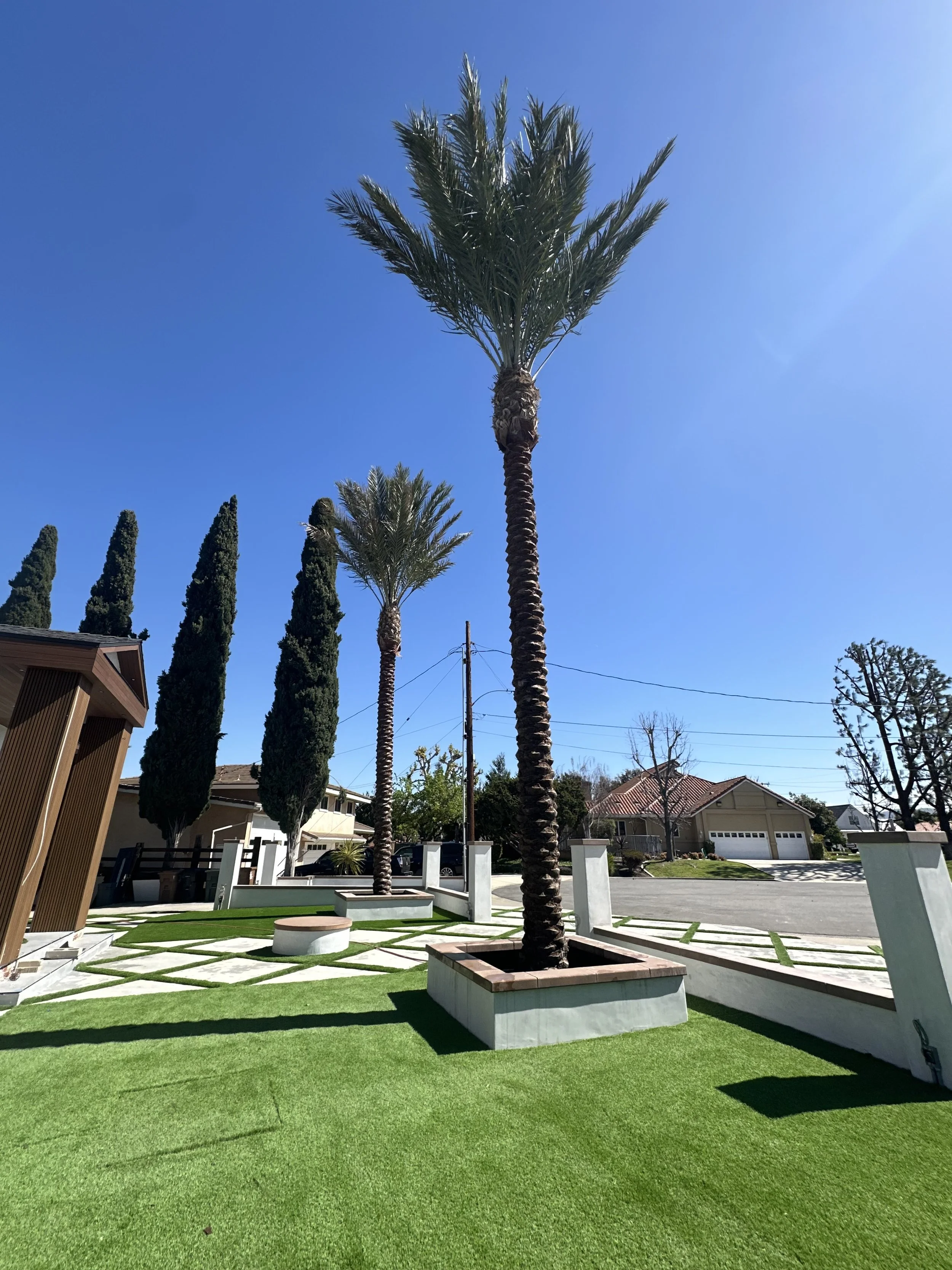 Mature date palms in a landscaped residential yard.