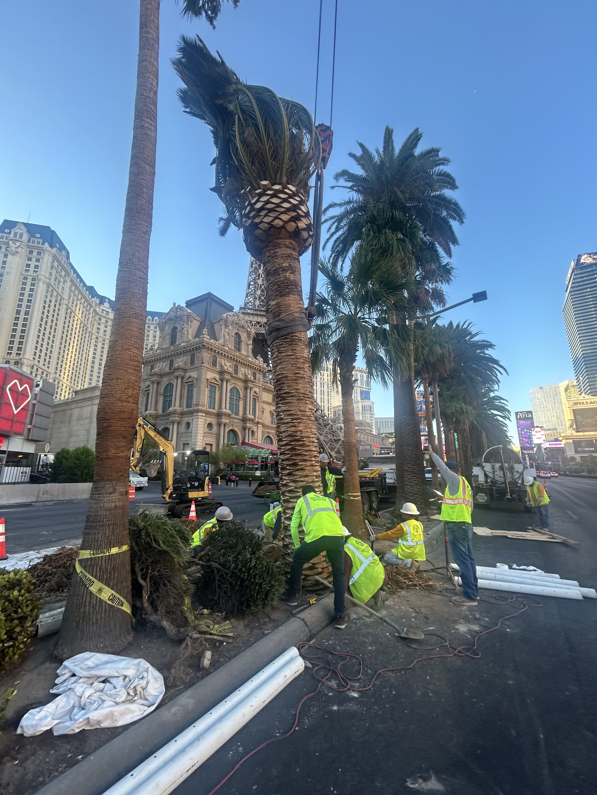 Crew and equipment working among mature palms at a tree installation site.