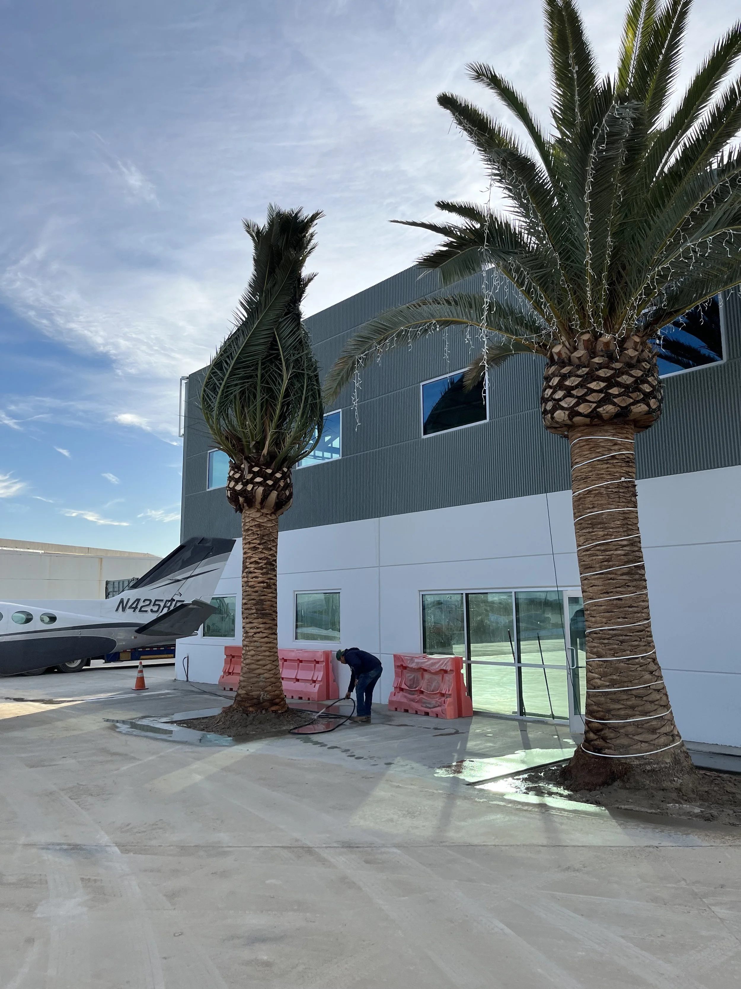 Palms with wrapped crowns beside a modern building during installation.