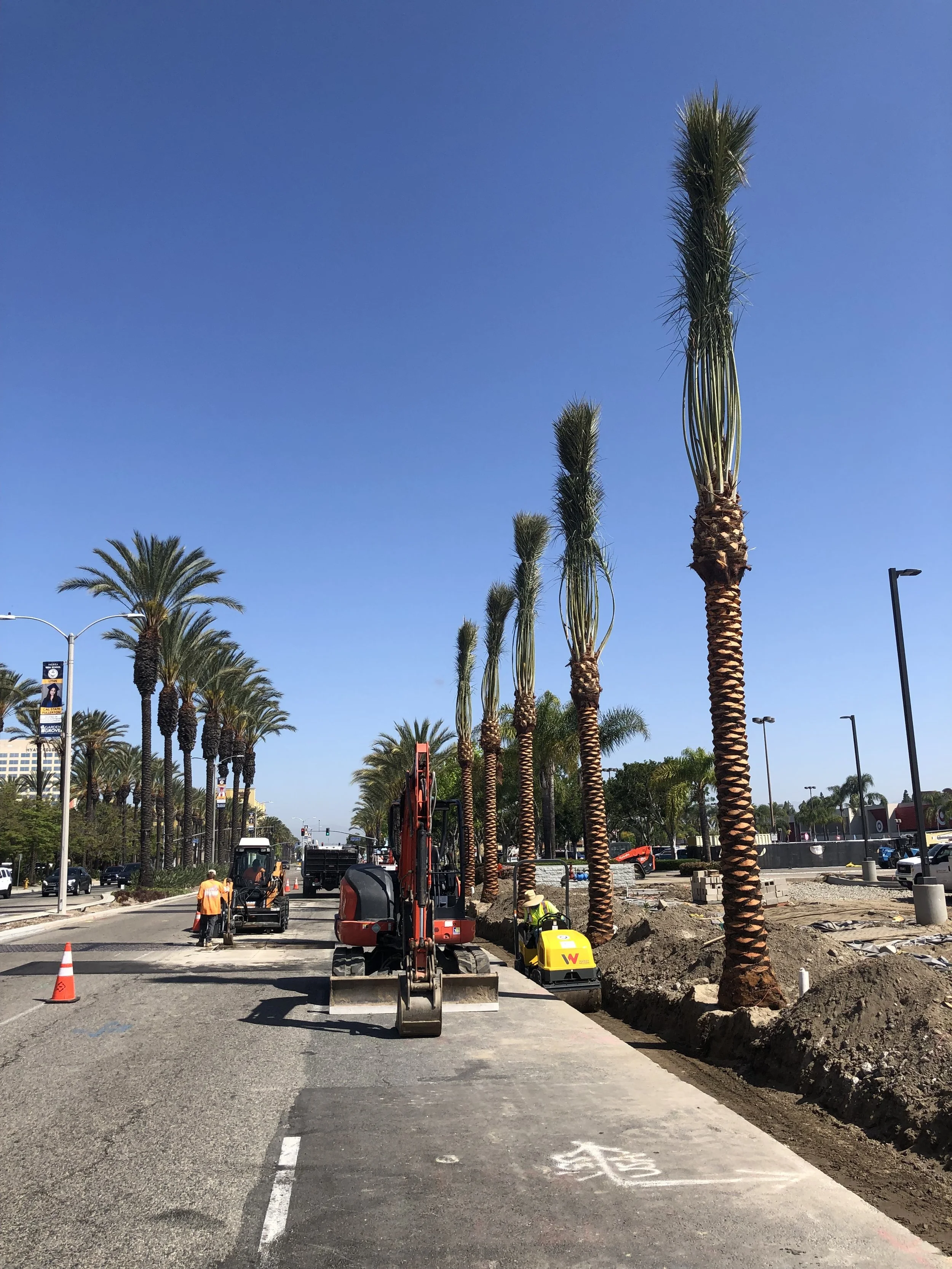 Crew installing palms along a city street.