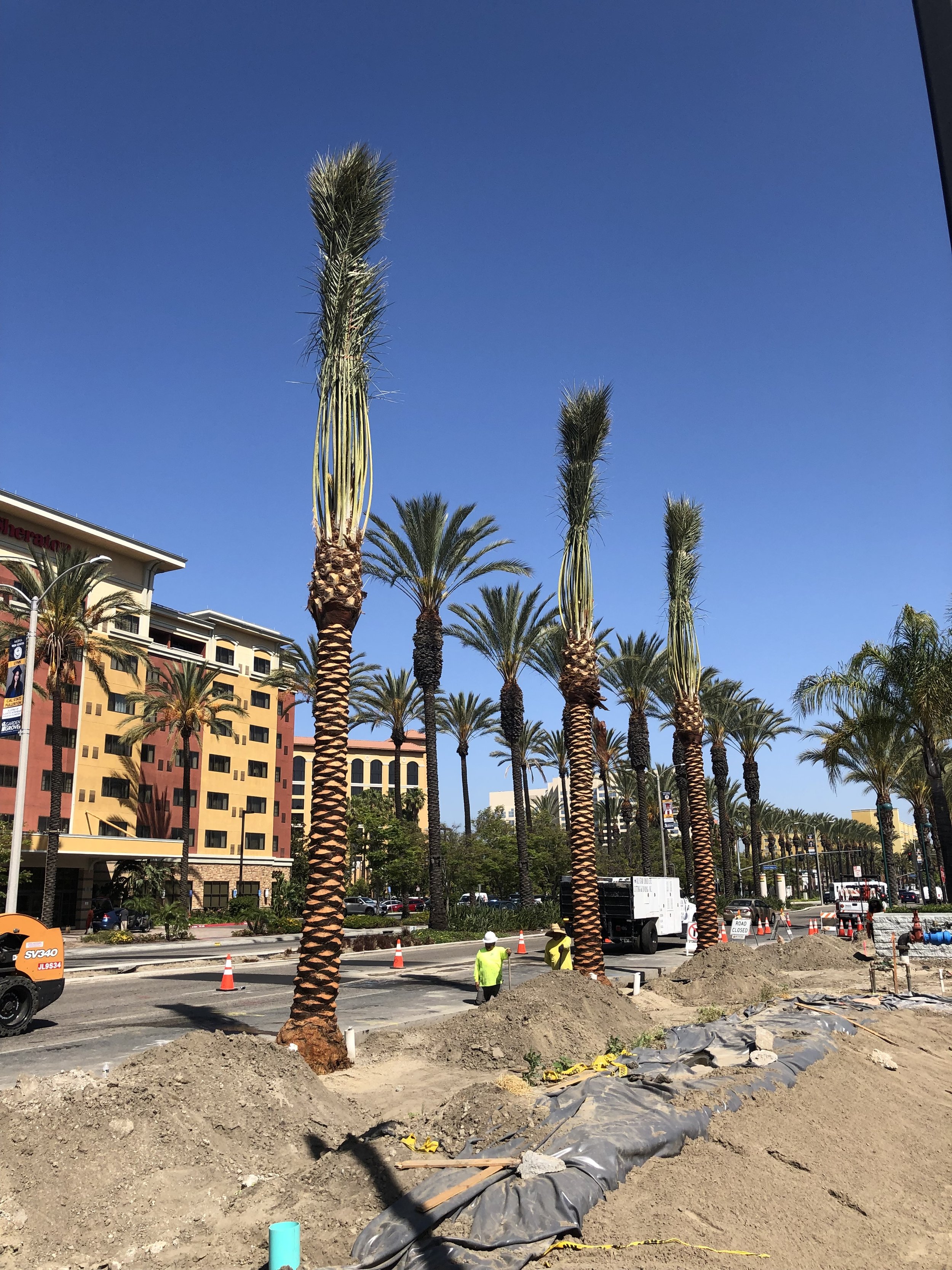 Palm installation work along a street beside apartment buildings.