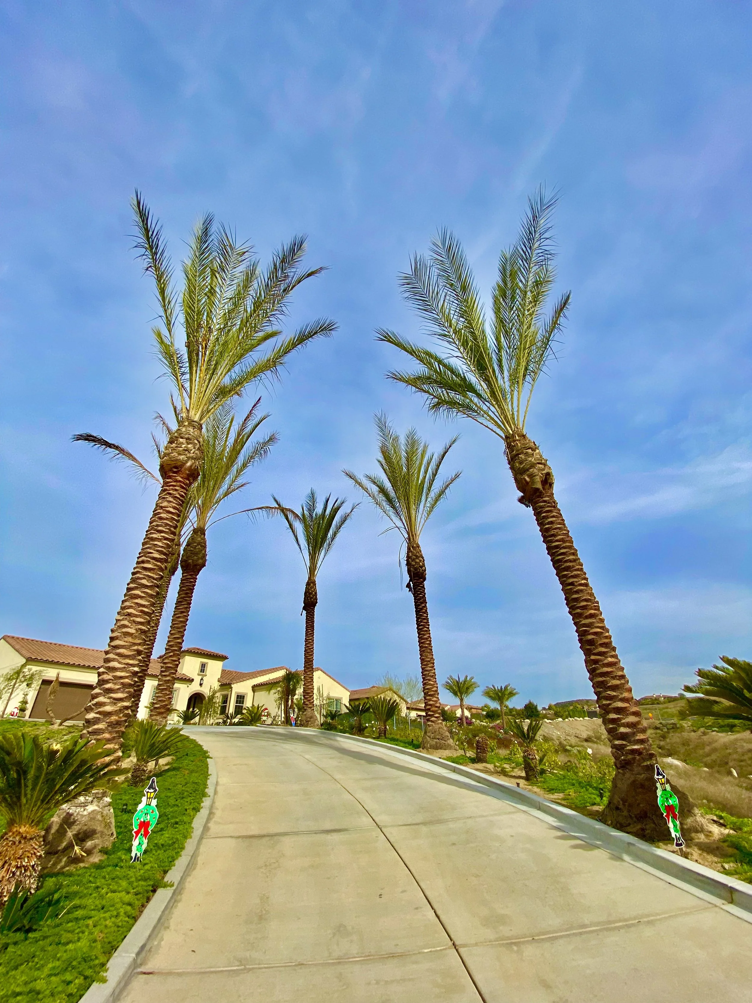 Mature date palms beside a curved driveway and landscaped lawn.