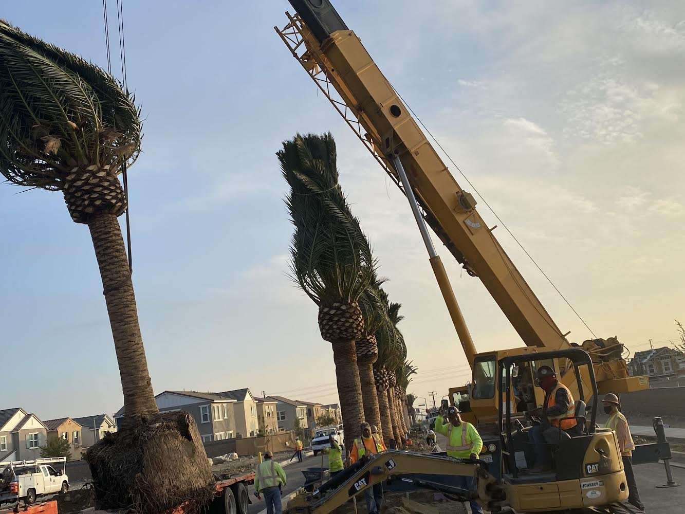 Crew using a crane to install palms along a sidewalk.