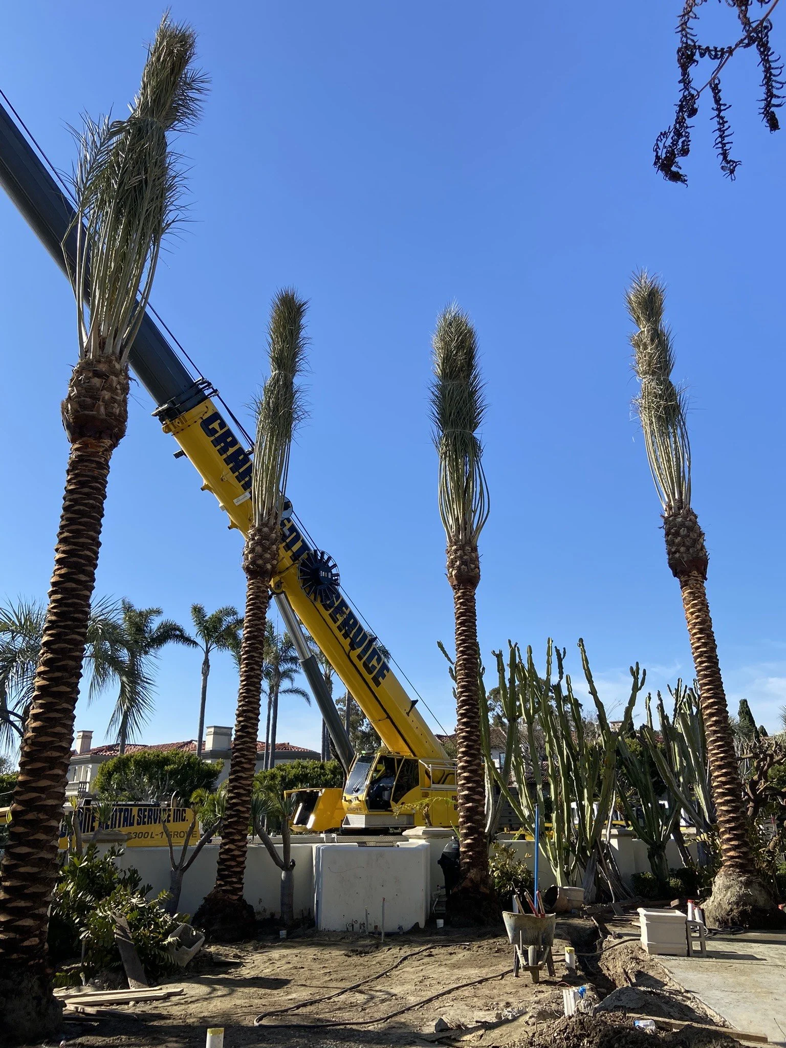 Crane and equipment at a mature palm installation site.