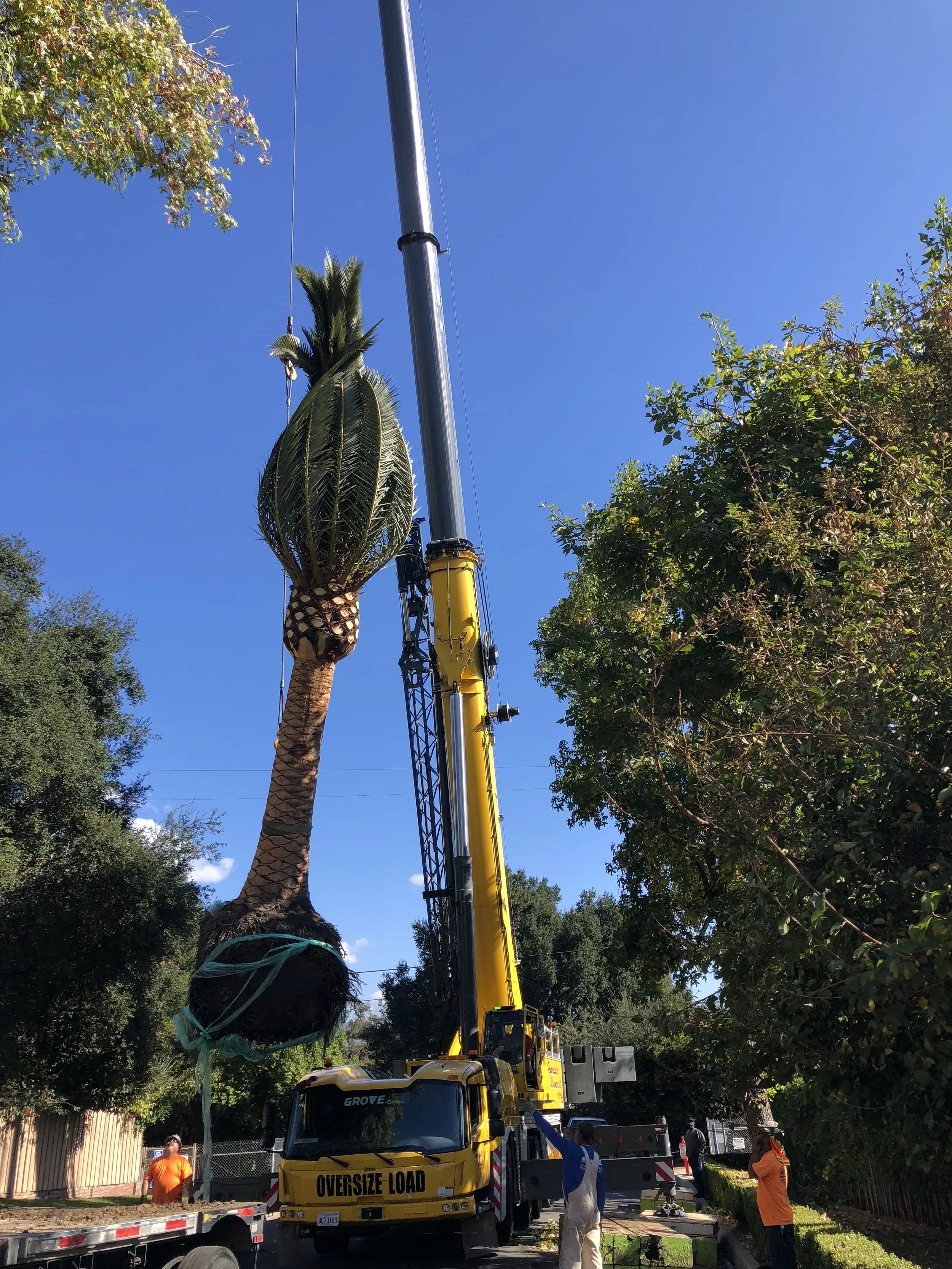 Crane lifting a mature palm along a neighborhood street.