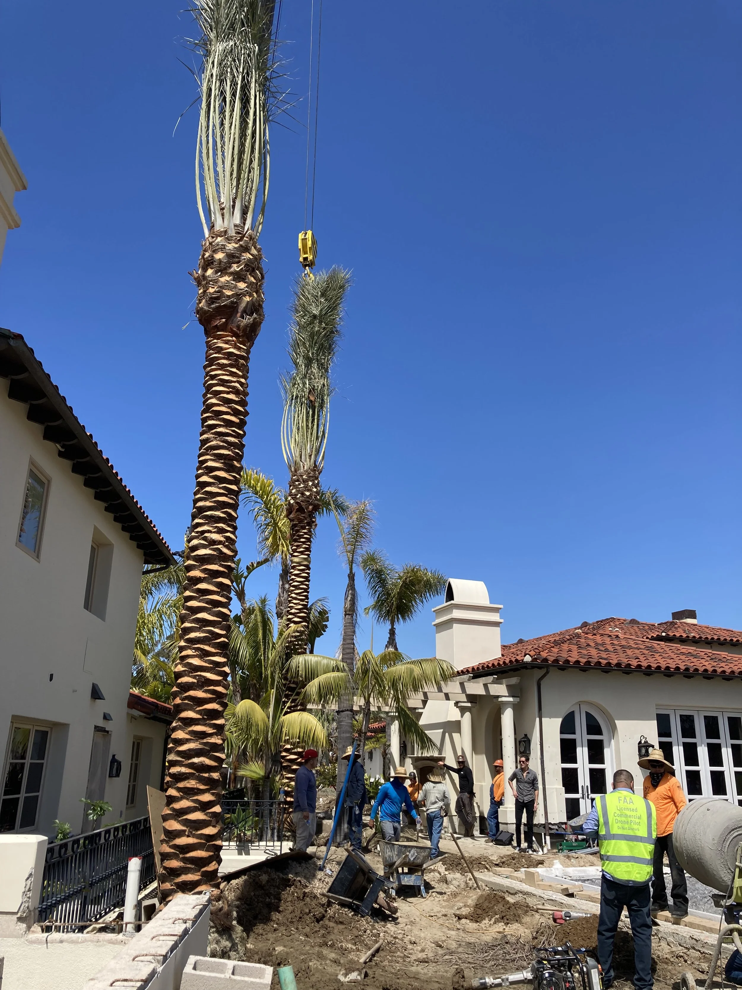 Crew and crane working beside palms outside a building.