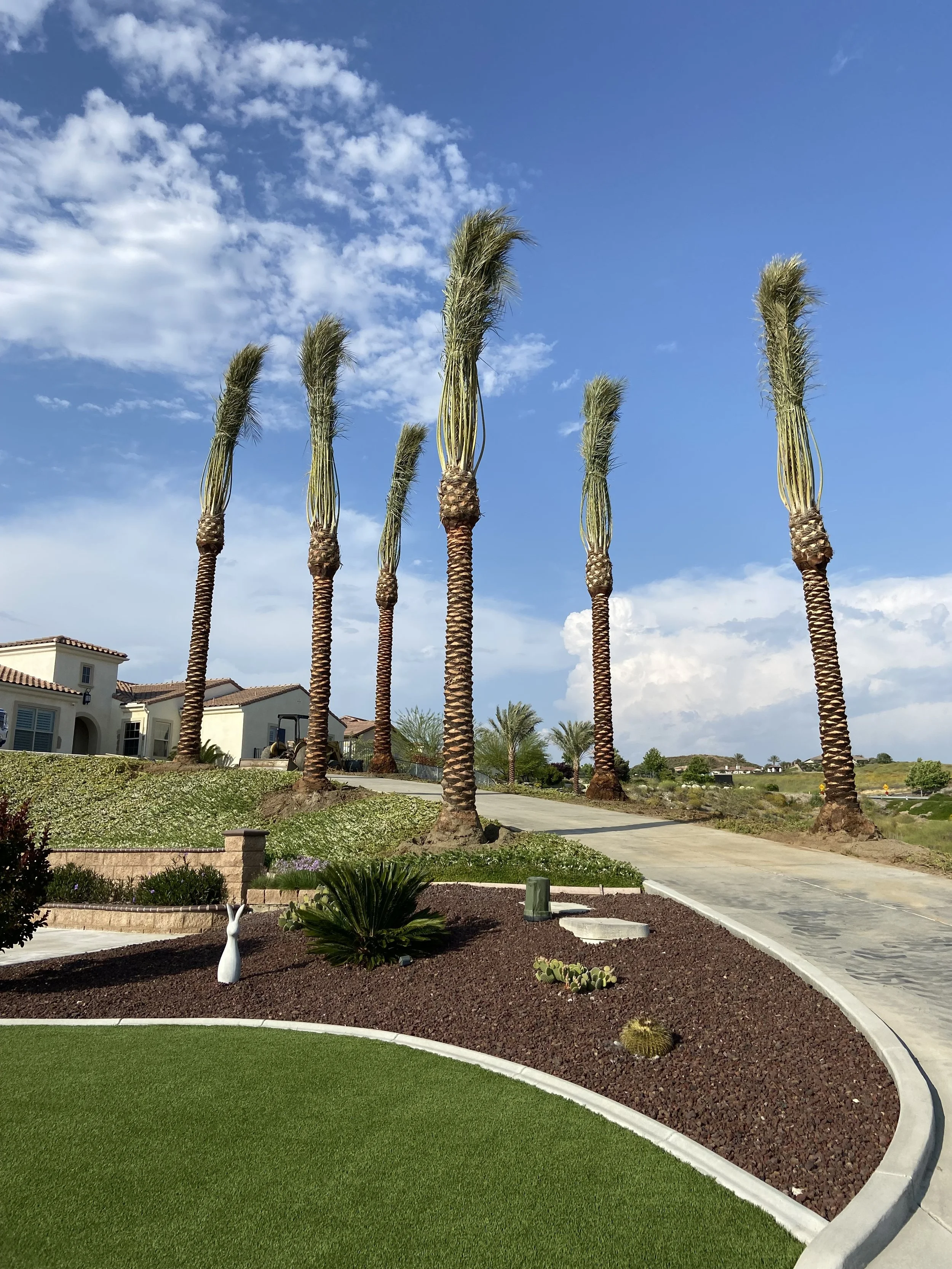 Date palms bordering a curved residential driveway and landscaped garden.