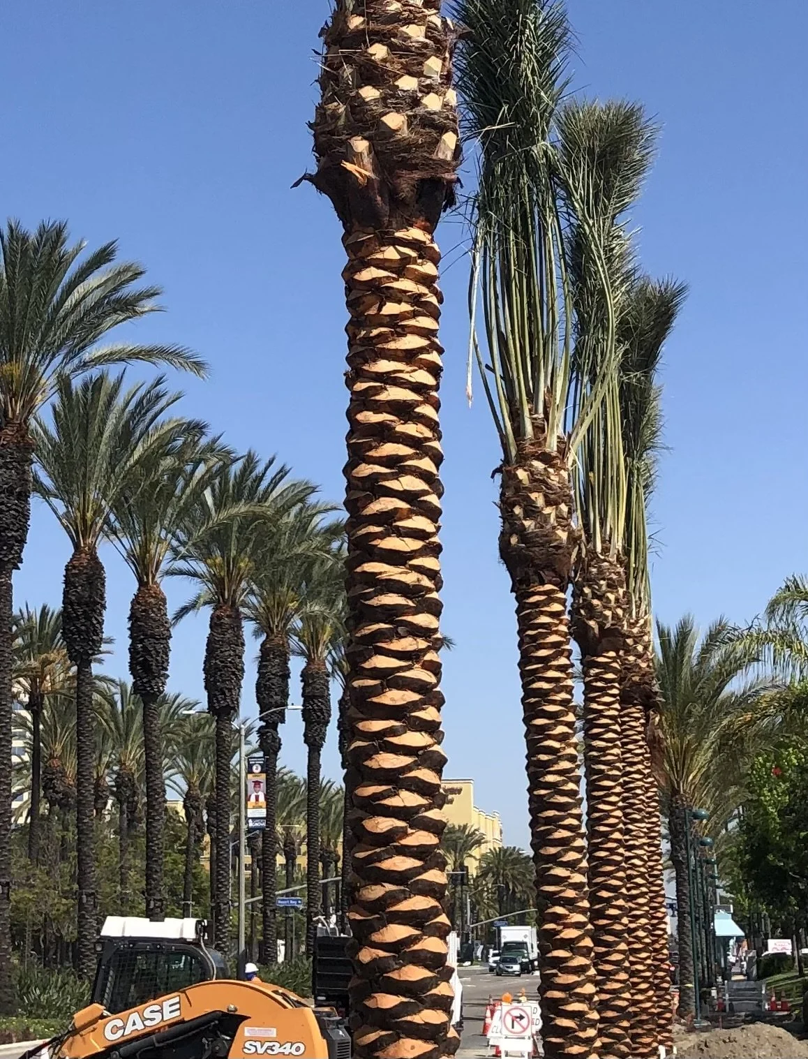 Close view of a textured palm trunk beside a palm-lined street.