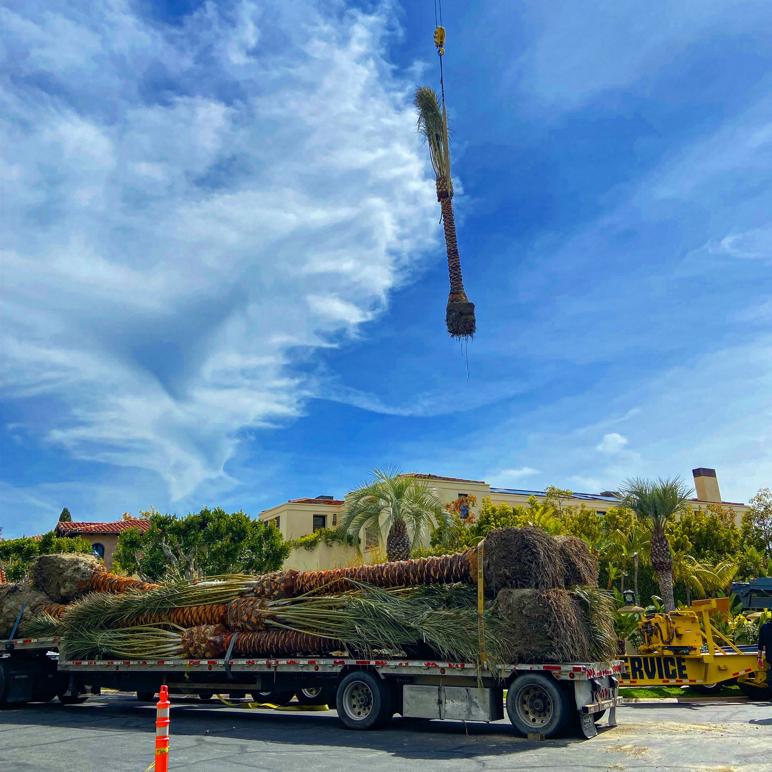 Crane lifting a palm beside a flatbed delivery truck.