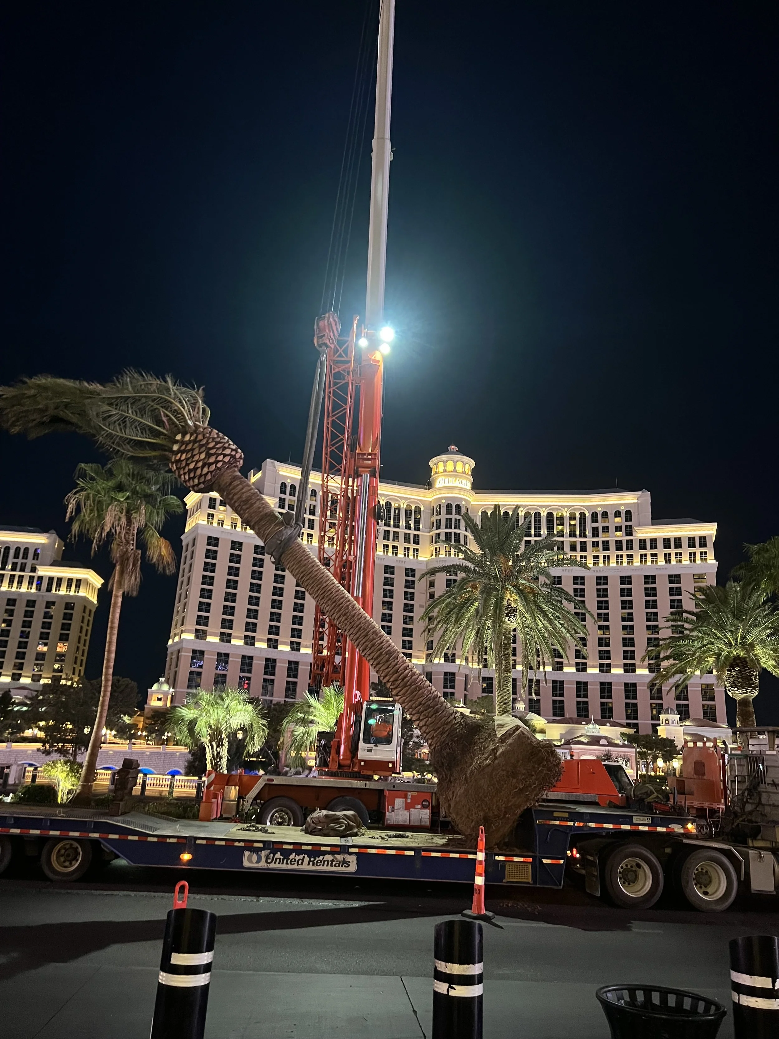 Crane lifting a mature palm at night outside the Bellagio.