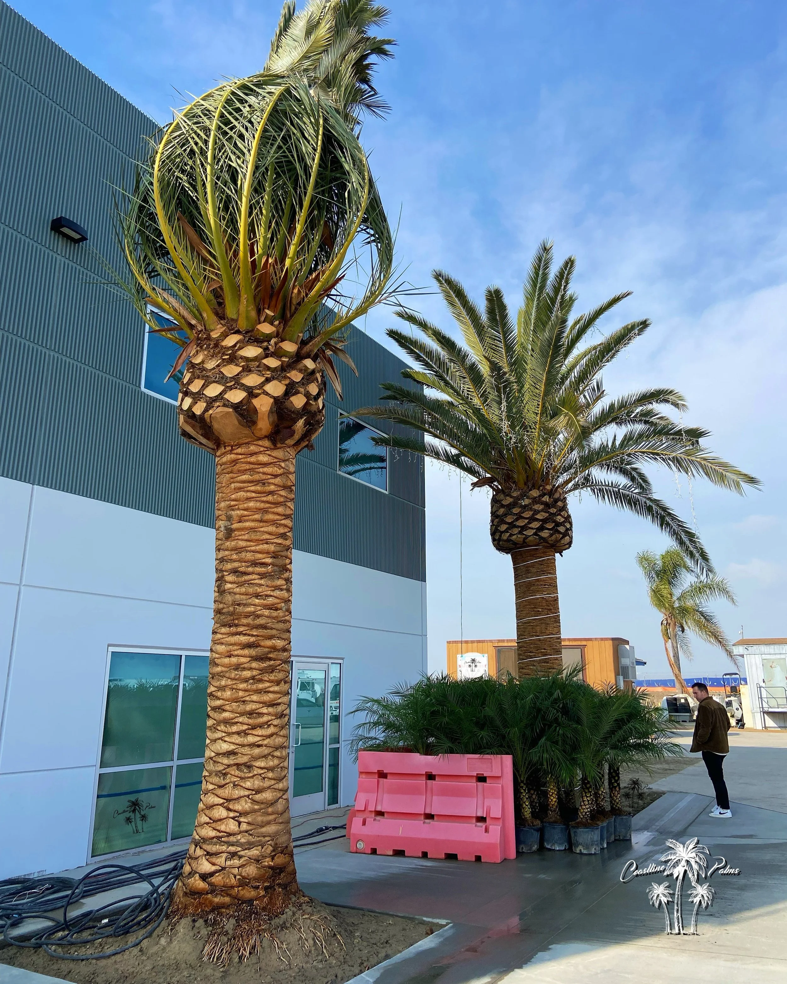 Canary palms planted outside a modern building.