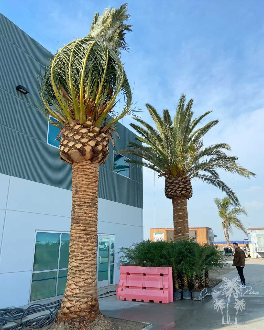 Canary Island Palm, Pineapple Palm, Phoenix Canariensis, Coastline Palm Trees, palm tree Installation complete