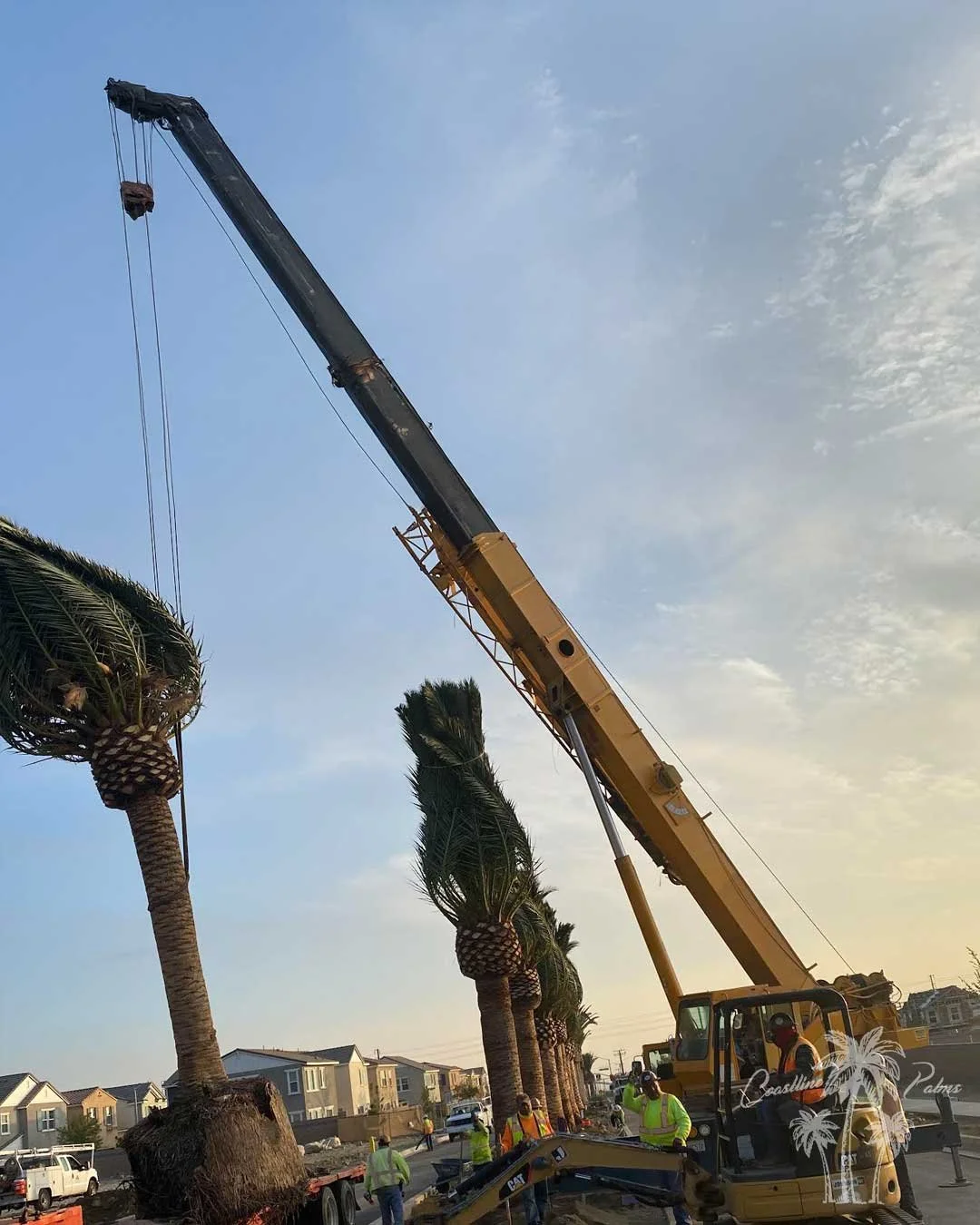 Canary Island Palm, Pineapple Palm, Phoenix Canariensis, Coastline Palm Trees, palm tree Installation in progress