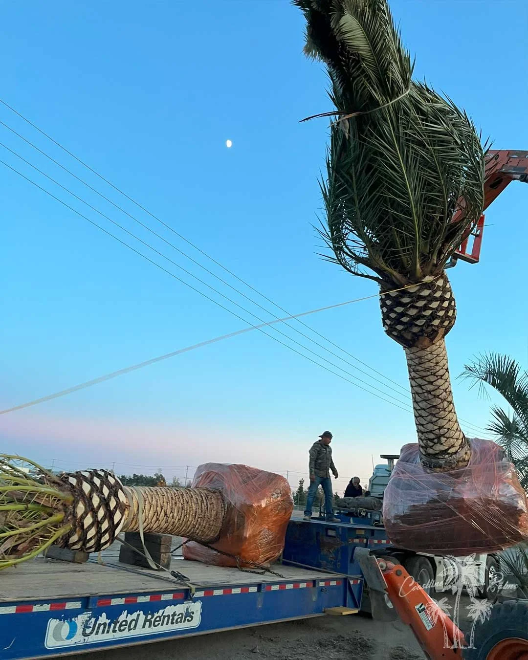 Canary Island Palm, Pineapple Palm, Phoenix Canariensis, Coastline Palm Trees, palm tree transportation and installation 
