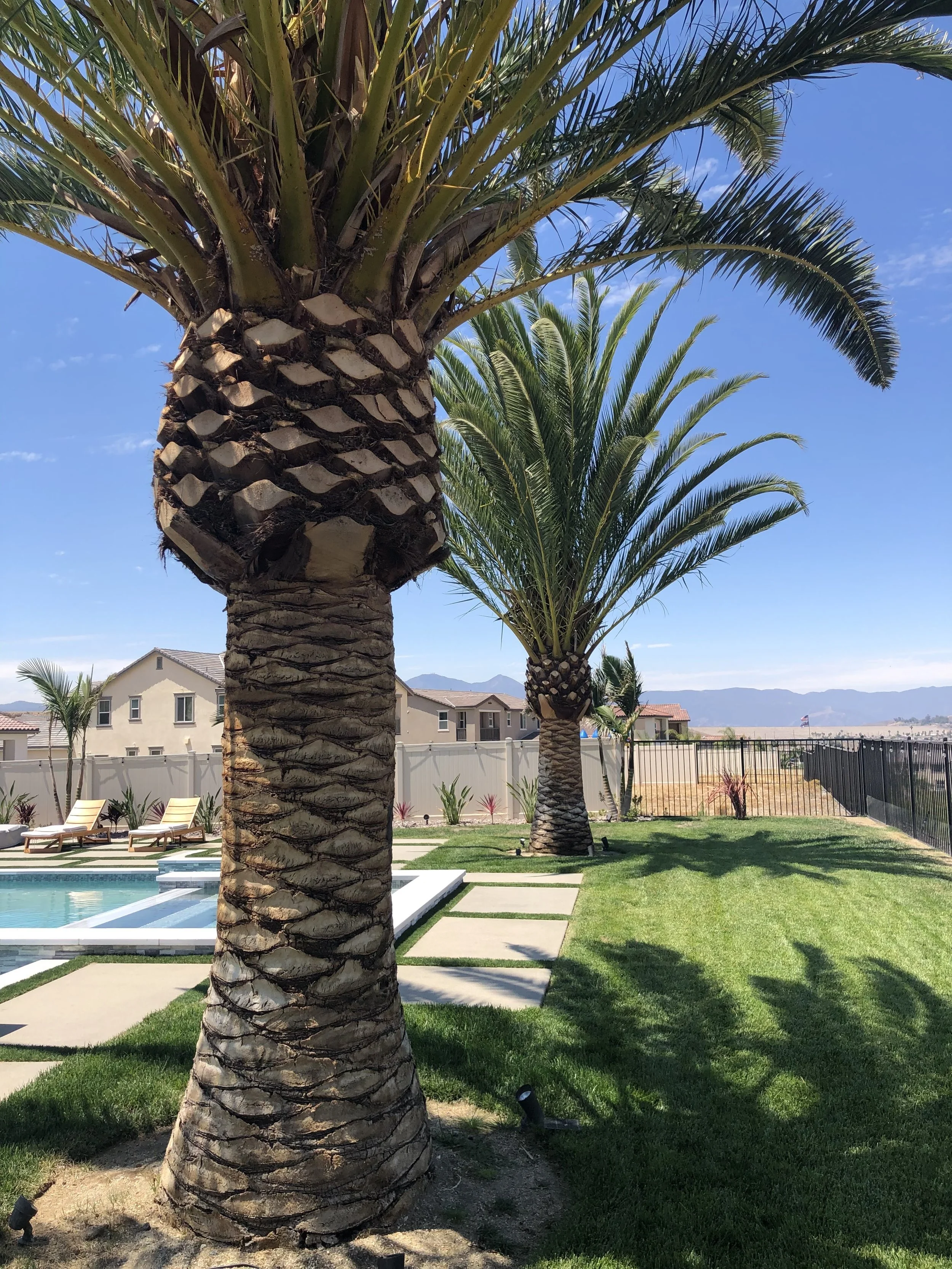 Canary Island Palm, Pineapple Palm, Phoenix Canariensis, Coastline Palm Trees, palm trees installed