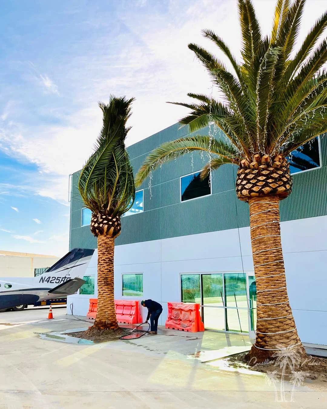 Canary Island Palm, Pineapple Palm, Phoenix Canariensis, Coastline Palm Trees, palm tree Installation complete