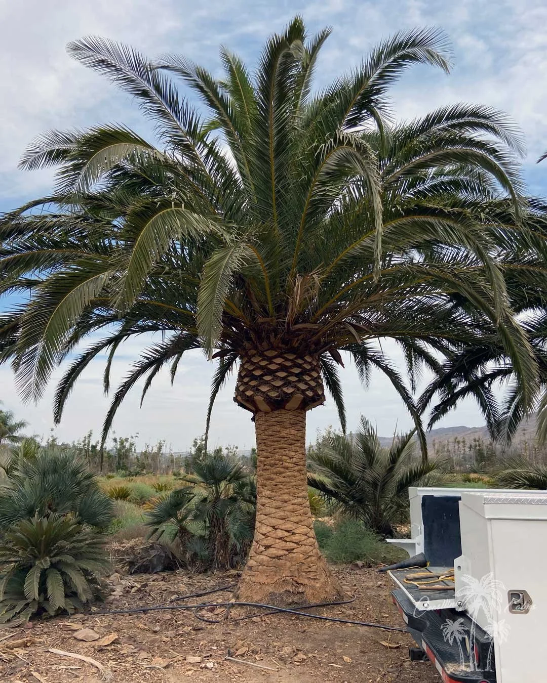 Canary Island Palm, Pineapple Palm, Phoenix Canariensis, Coastline Palm Trees, palm tree farm