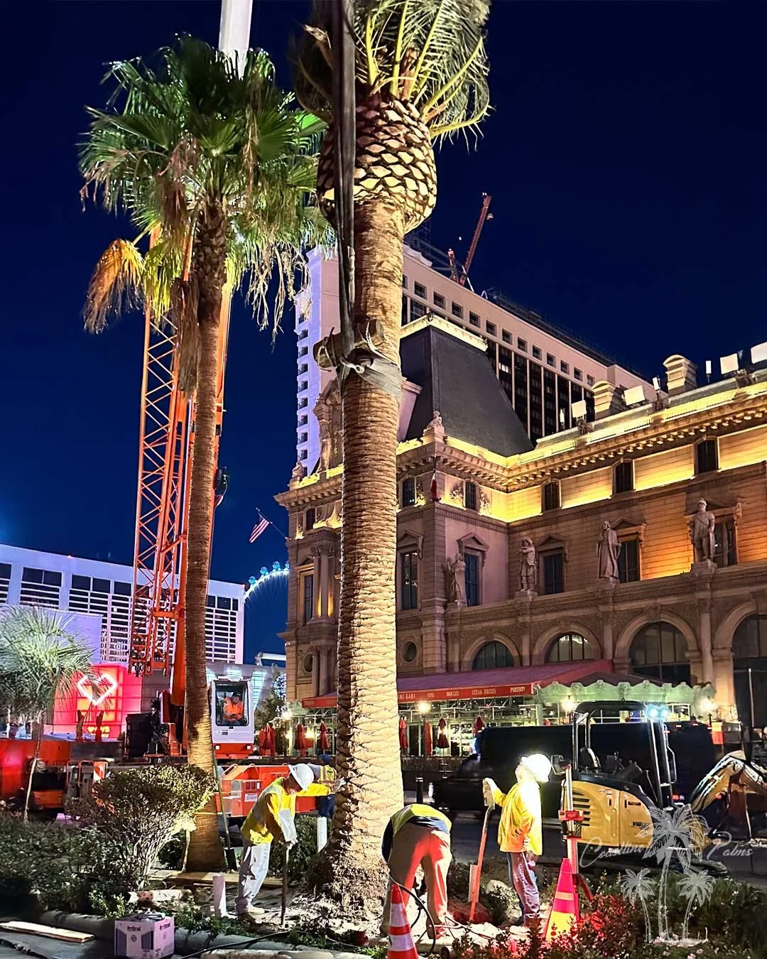Canary Island Palm, Pineapple Palm, Phoenix Canariensis, Coastline Palm Trees, Bellagio Resort & Casino, Las Vegas Nevada, installation in progress