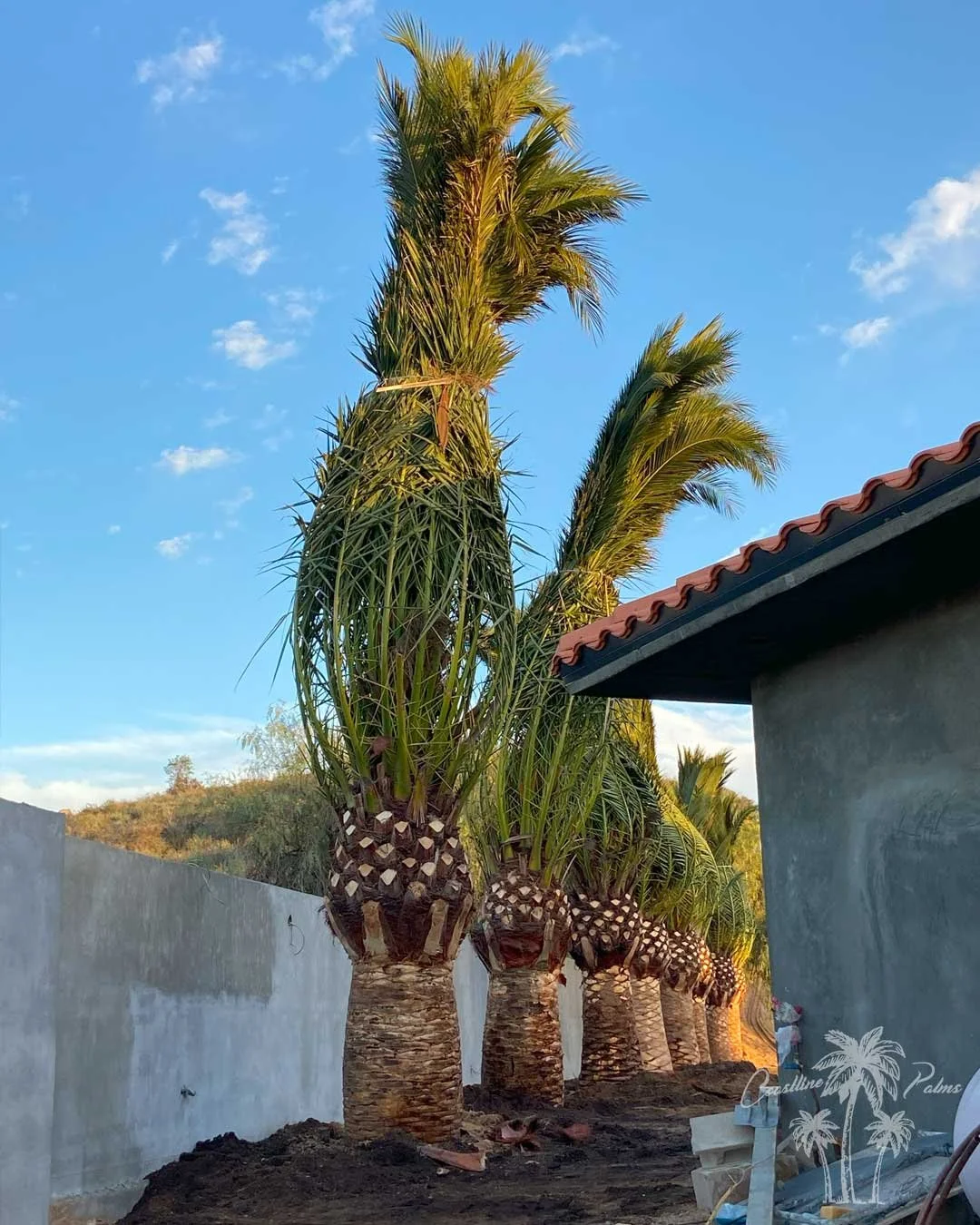 Canary Island Palm, Pineapple Palm, Phoenix Canariensis, Coastline Palm Trees, palm tree Installation 