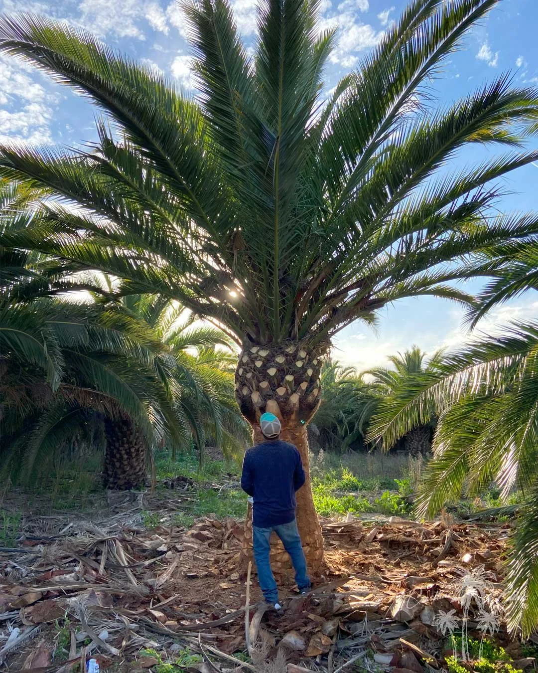 Canary Island Palm, Pineapple Palm, Phoenix Canariensis, Coastline Palm Trees, Farm maintenance