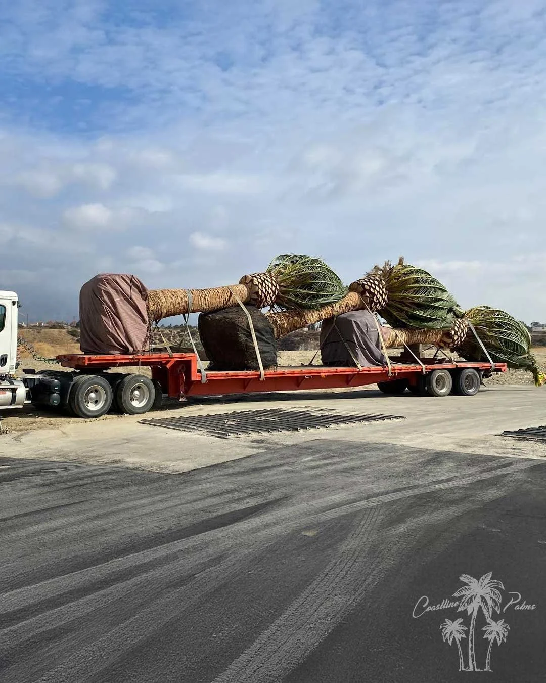 Canary Island Palm, Pineapple Palm, Phoenix Canariensis, Coastline Palm Trees, Transportation
