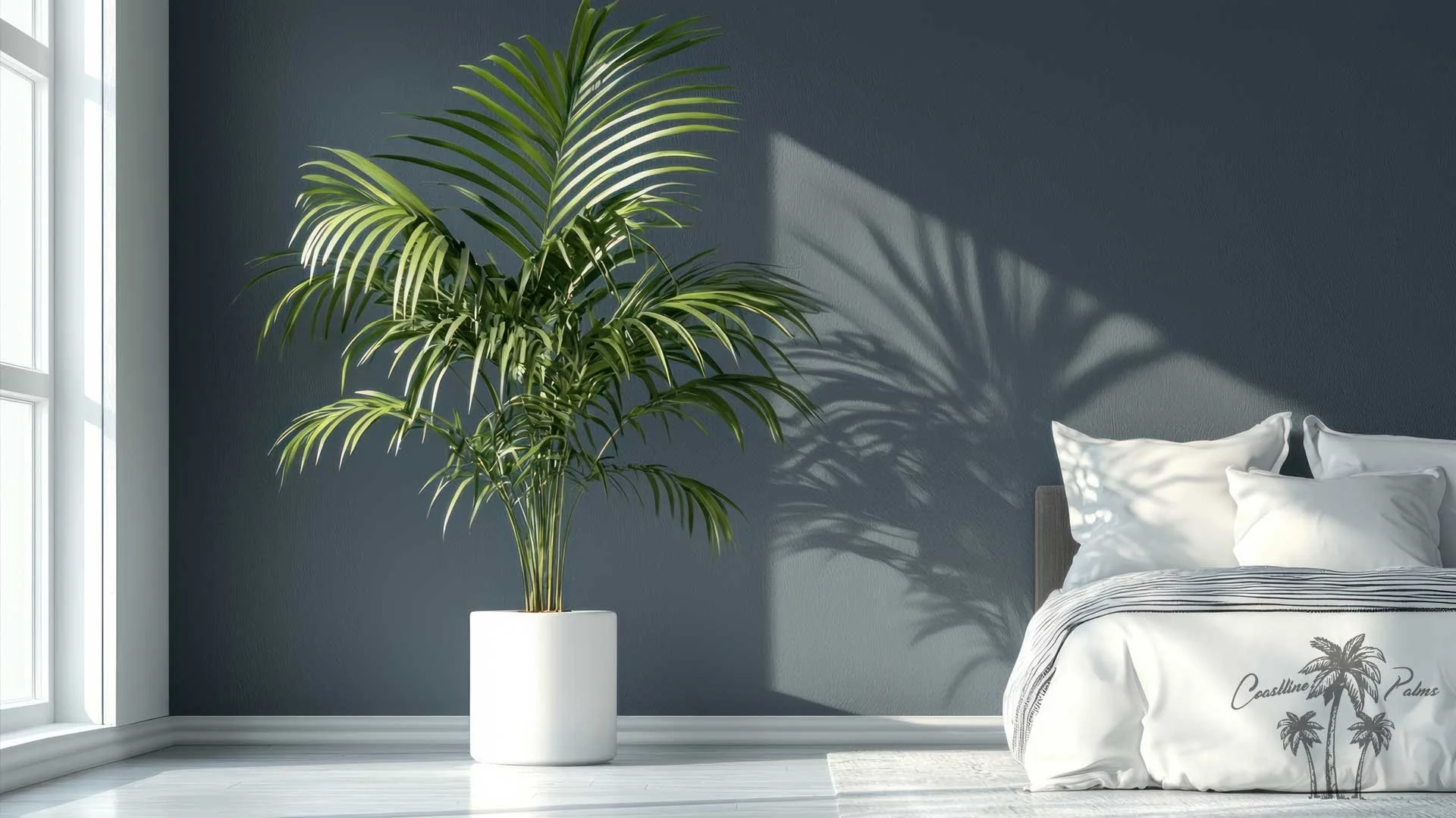 Potted Kentia palm beside a bed and bedroom window.