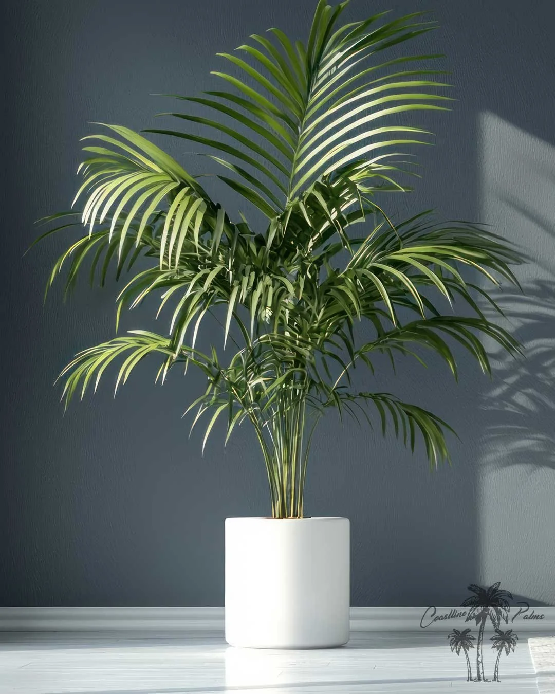 Kentia palms thrive in Southern California’s diverse climate, flourishing in coastal breezes and inland shade. Their elegant fronds enhance landscapes with a tropical touch. Indoors, they have long been cherished for their sophistication, once gracin