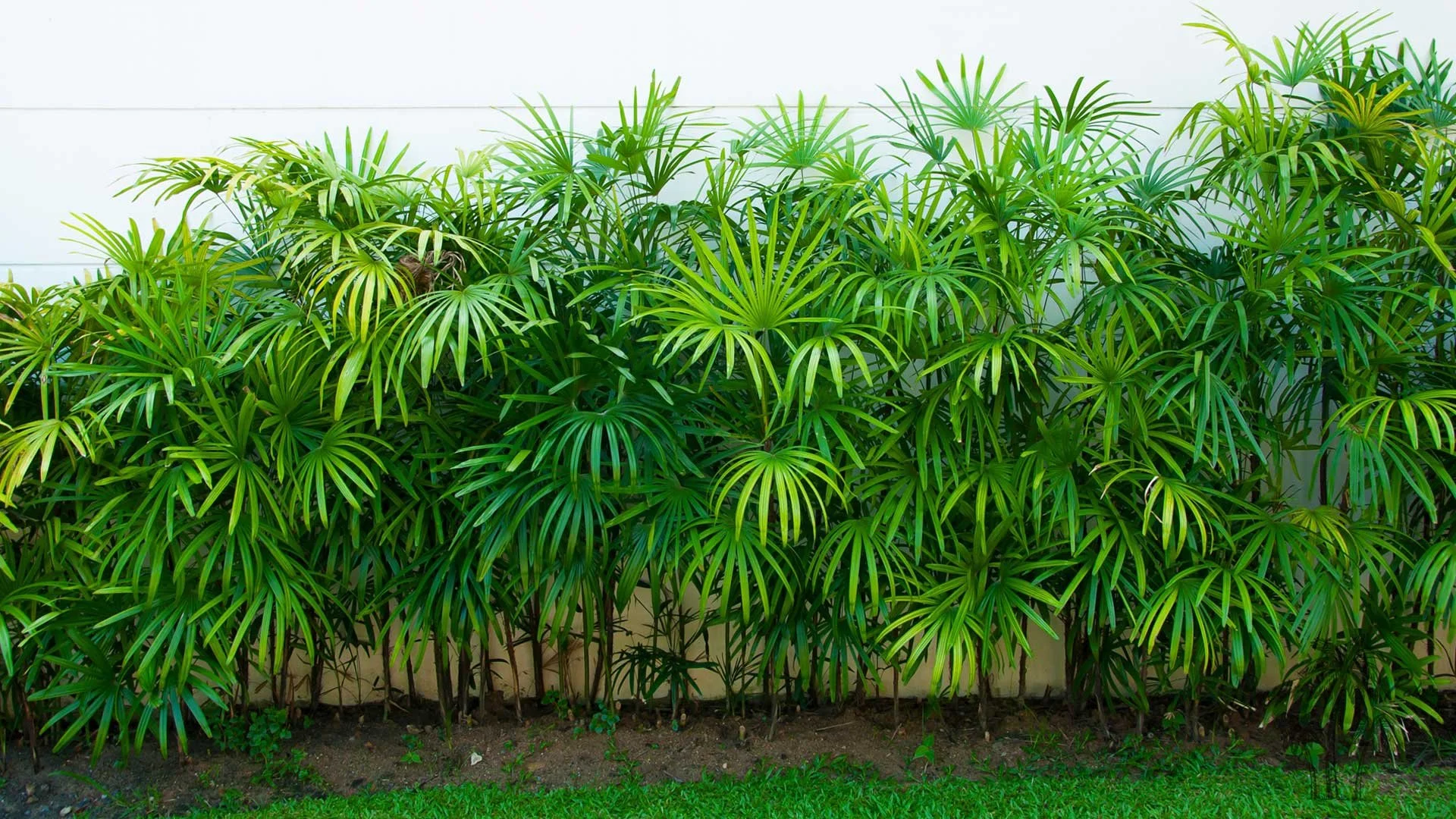 Lady palms forming a leafy screen along a white wall.