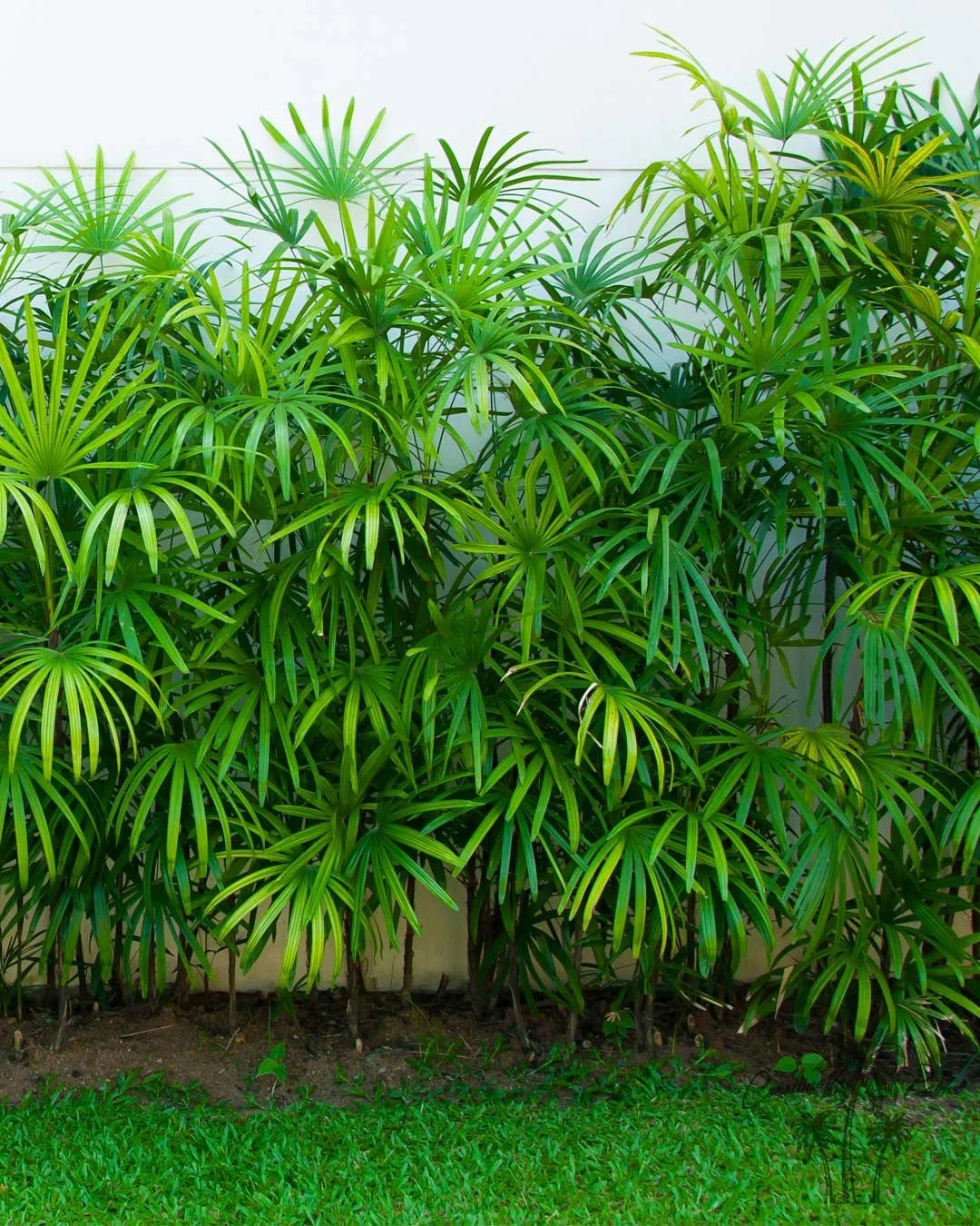 The elegant Rhapis Palm, or Lady Palm, enhances indoor and outdoor spaces with its lush, fan-shaped fronds and timeless charm. Indoors, it purifies air while adding a tranquil, tropical touch. Outdoors, it thrives in shaded areas, forming dense, soph