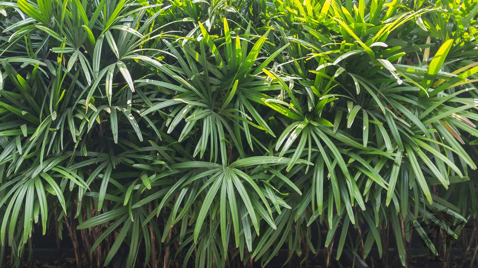 The elegant Rhapis Palm, or Lady Palm, enhances indoor and outdoor spaces with its lush, fan-shaped fronds and timeless charm. Indoors, it purifies air while adding a tranquil, tropical touch. Outdoors, it thrives in shaded areas, forming dense, soph