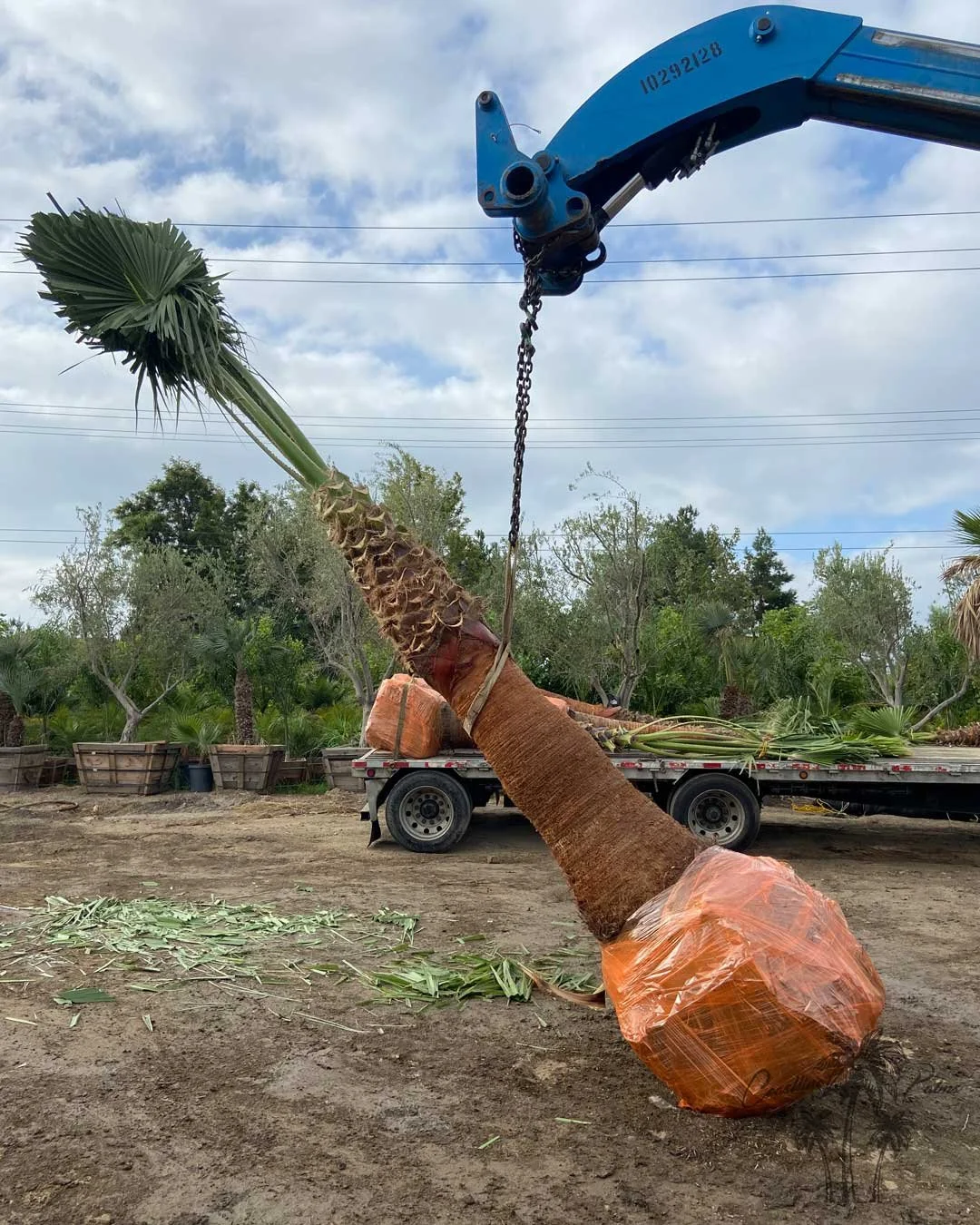 Hollywood Fan Palms by Coastline Palm Trees, Professional Installation in progress