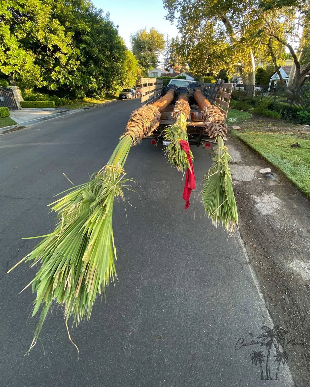 Hollywood Fan Palms by Coastline Palm Trees, Professional transportation