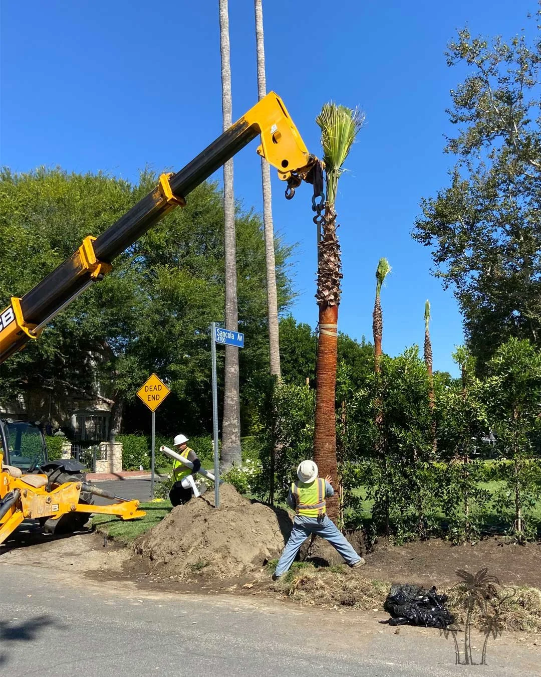 Hollywood Fan Palms by Coastline Palm Trees, Professional Installation in progress