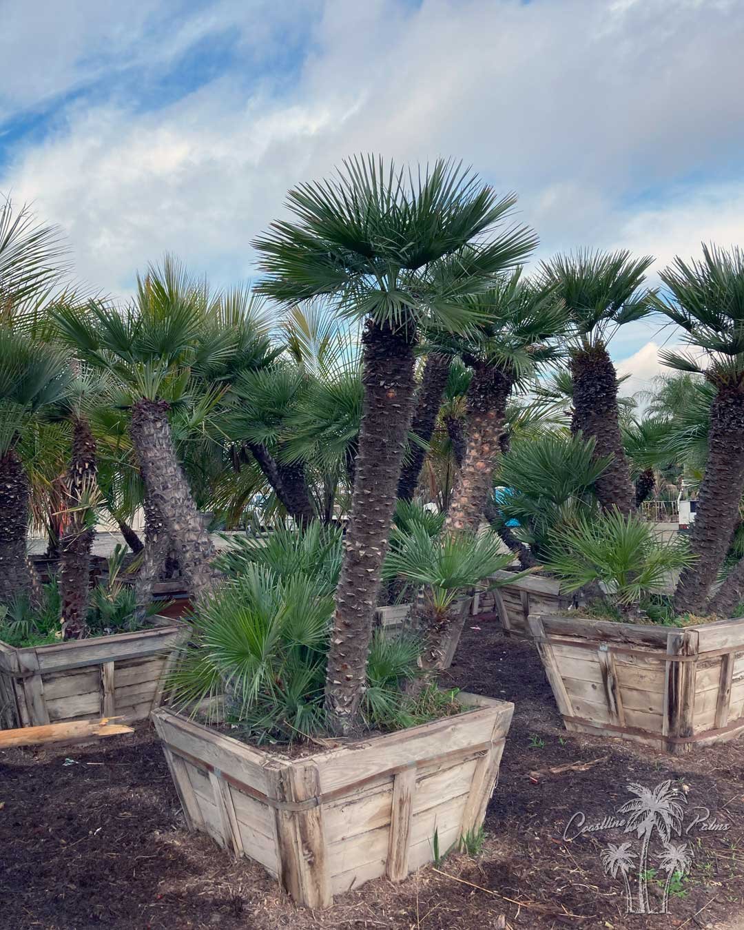 Mediterranean fan palms with multiple trunks in wooden nursery boxes.