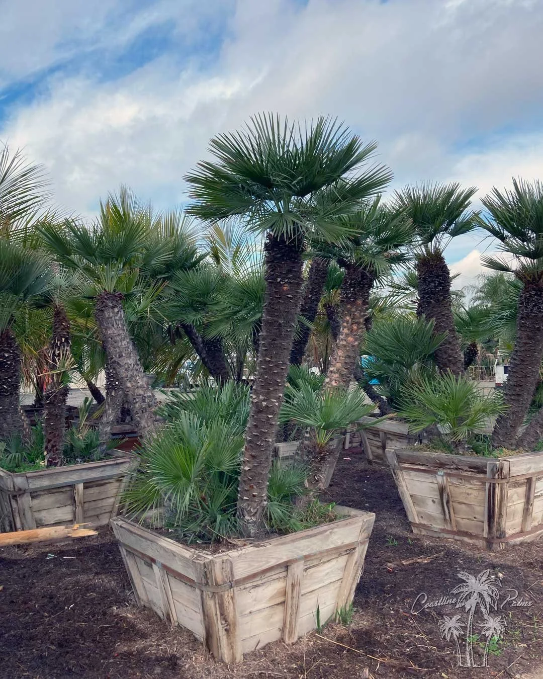 Coastline Palms Trees, Mediterranean Fan Palm, boxed and ready for transportation