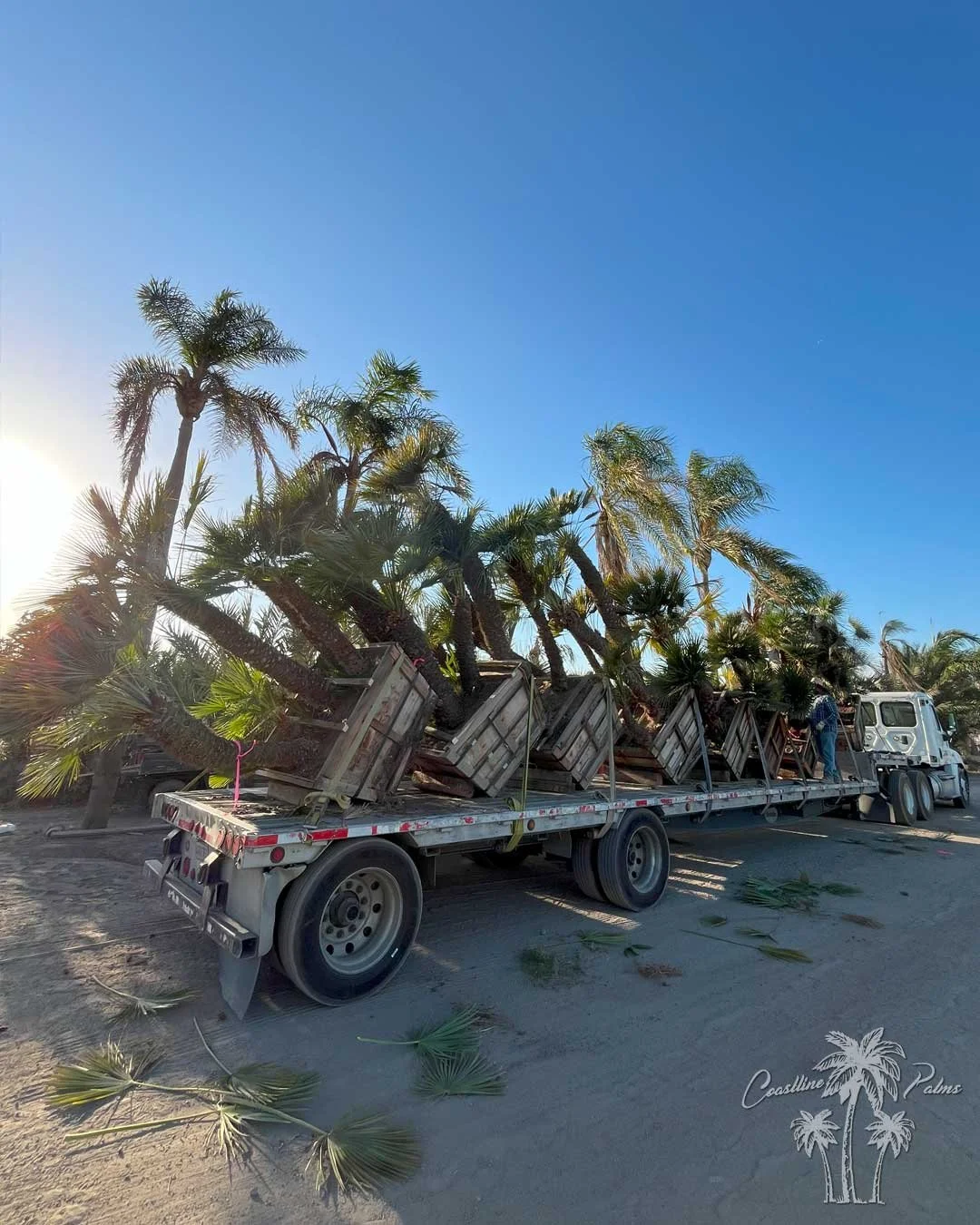 Coastline Palms Trees, Mediterranean Fan Palm, loaded and ready for palm tree transportation